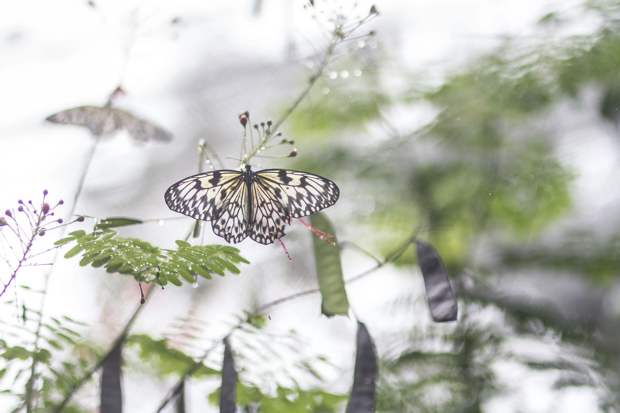 Canon EOS 7D + Sigma 85mm F1.4 EX DG HSM sample photo. Bohol butterfly photography