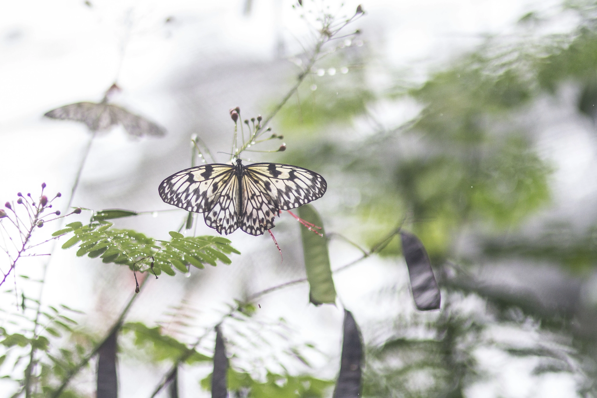 Sigma 85mm F1.4 EX DG HSM sample photo. Bohol butterfly photography