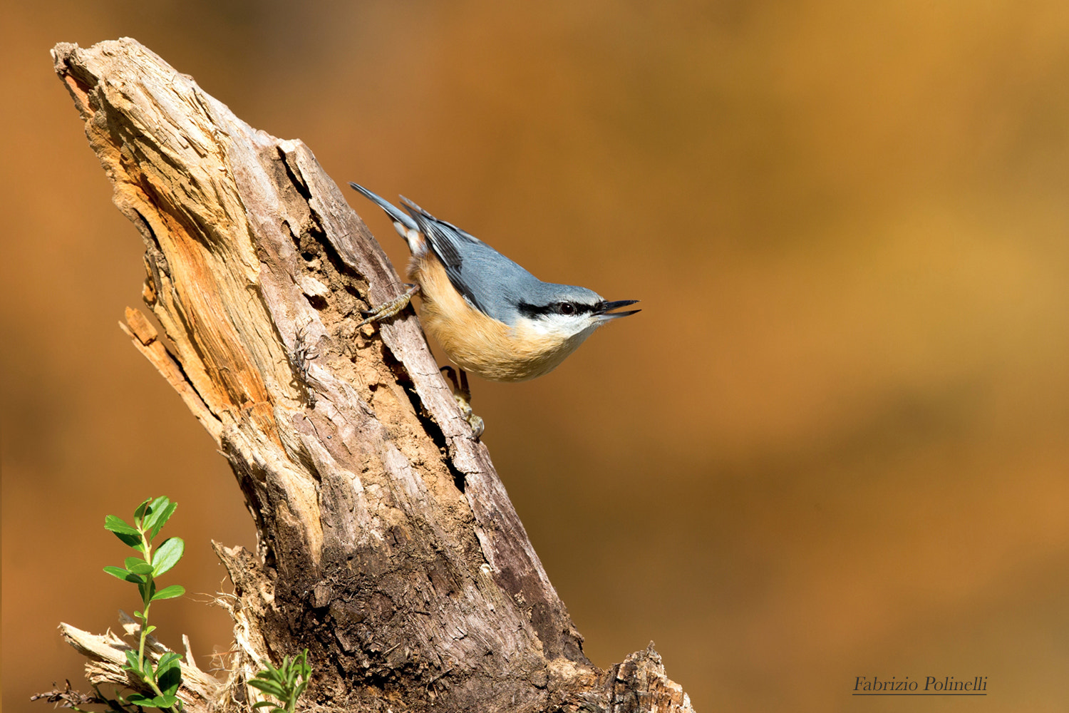 Canon EF 500mm F4L IS II USM sample photo. Zitta europea ( picchio muratore) photography