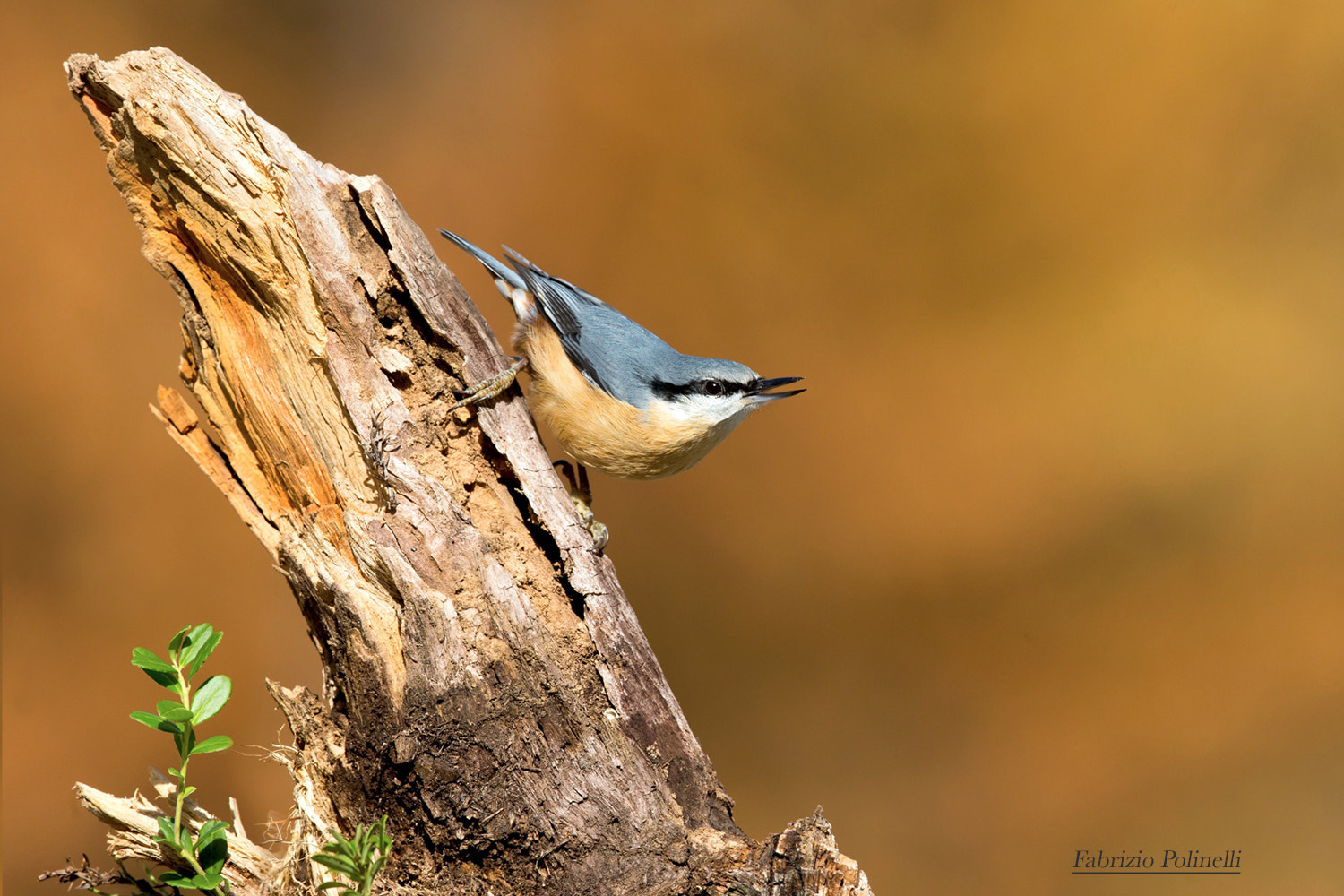 Canon EOS-1D X + Canon EF 500mm F4L IS II USM sample photo. Zitta europea ( picchio muratore) photography