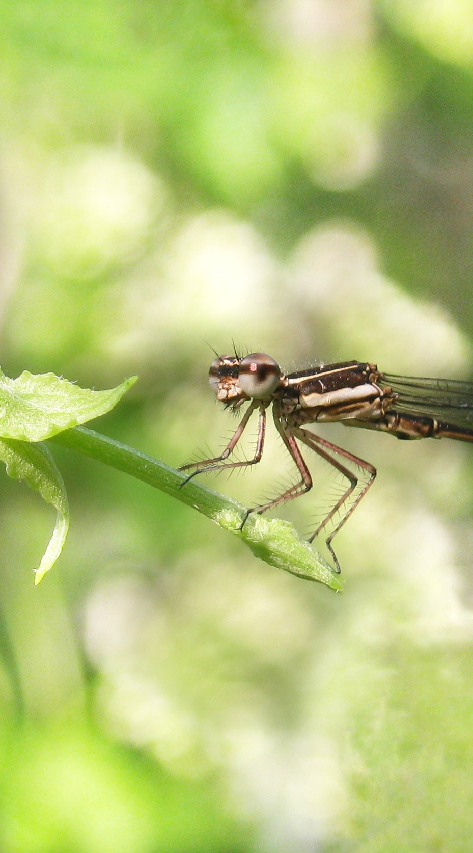 Canon PowerShot A495 sample photo. Dragonfly photography