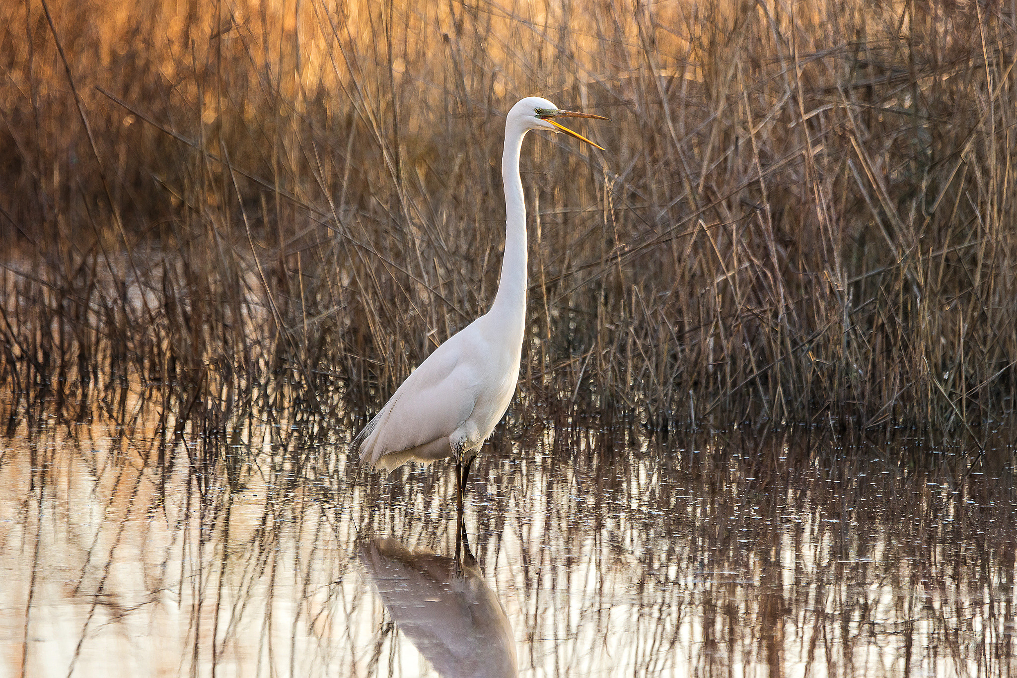 Sony ILCA-77M2 + Sony 70-400mm F4-5.6 G SSM II sample photo. Ardea alba photography