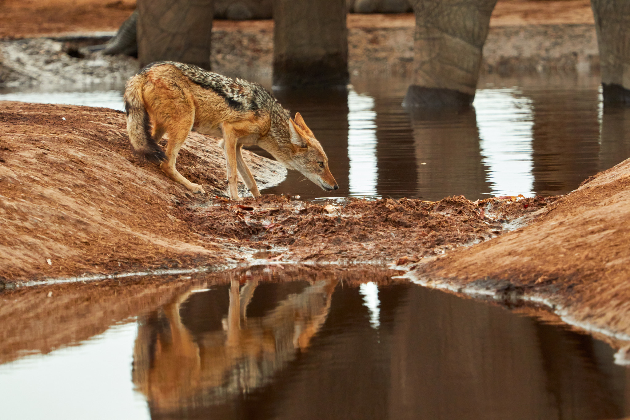 Canon EOS 7D Mark II + Canon EF 100-400mm F4.5-5.6L IS USM sample photo. Black-backed jackal (with an elephant) photography