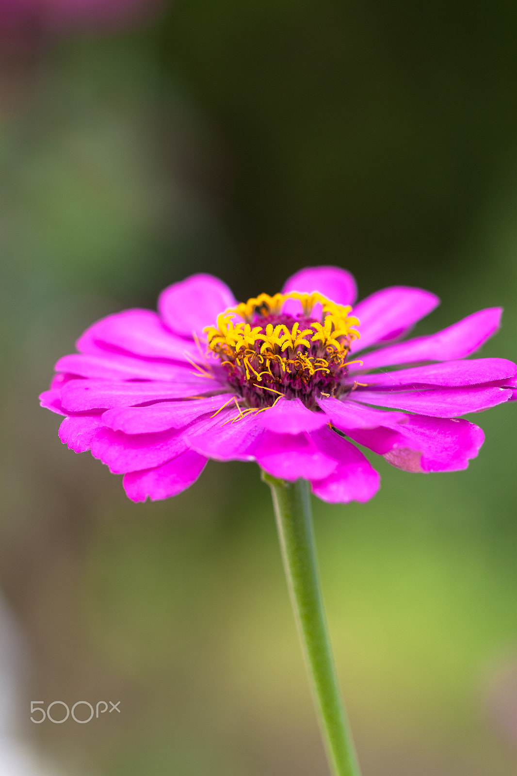 Canon EF 100mm F2.8L Macro IS USM sample photo. Slender beauty photography