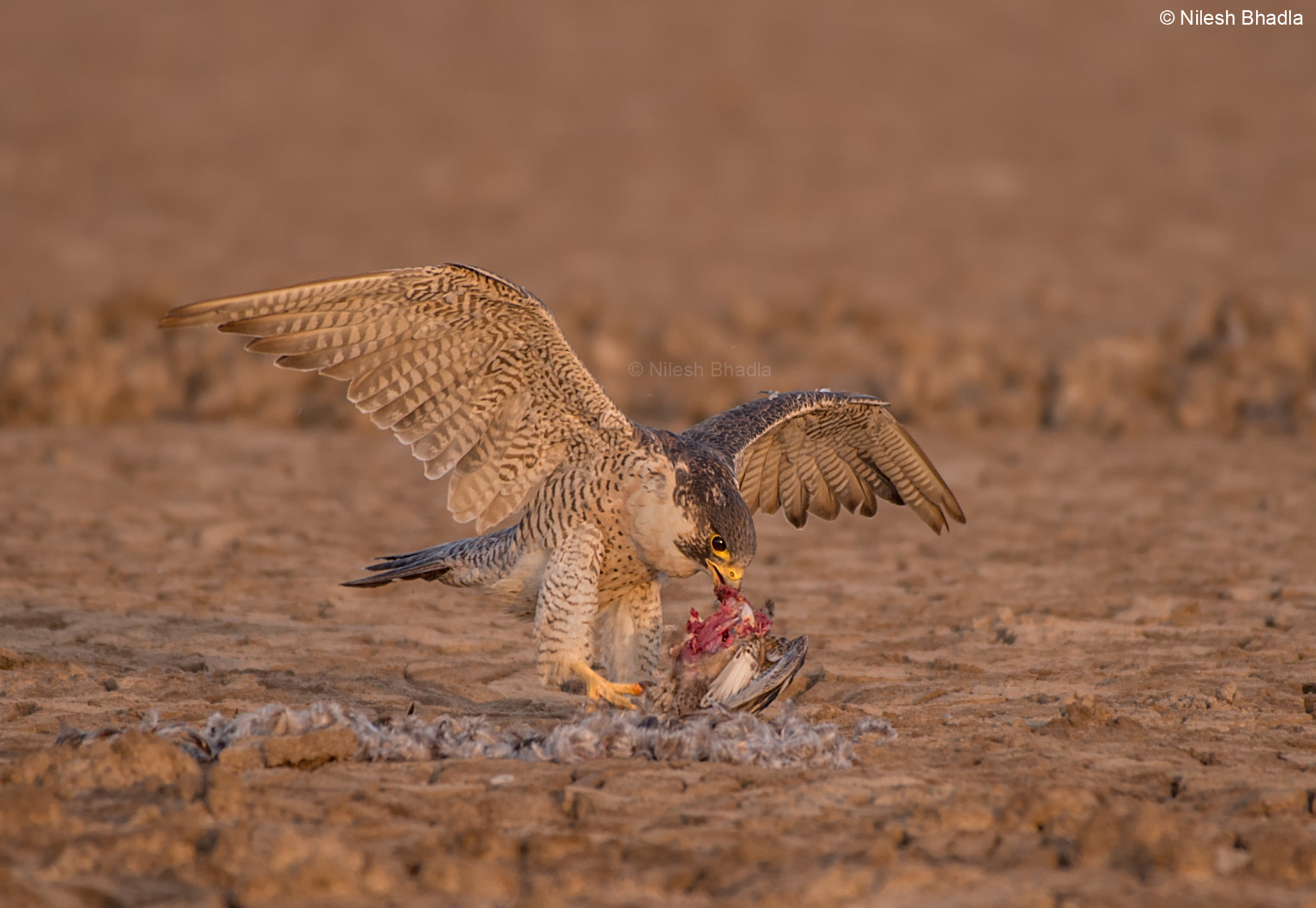 Nikon AF-S Nikkor 200-500mm F5.6E ED VR sample photo. Peregrine falcon on a common teal kill photography