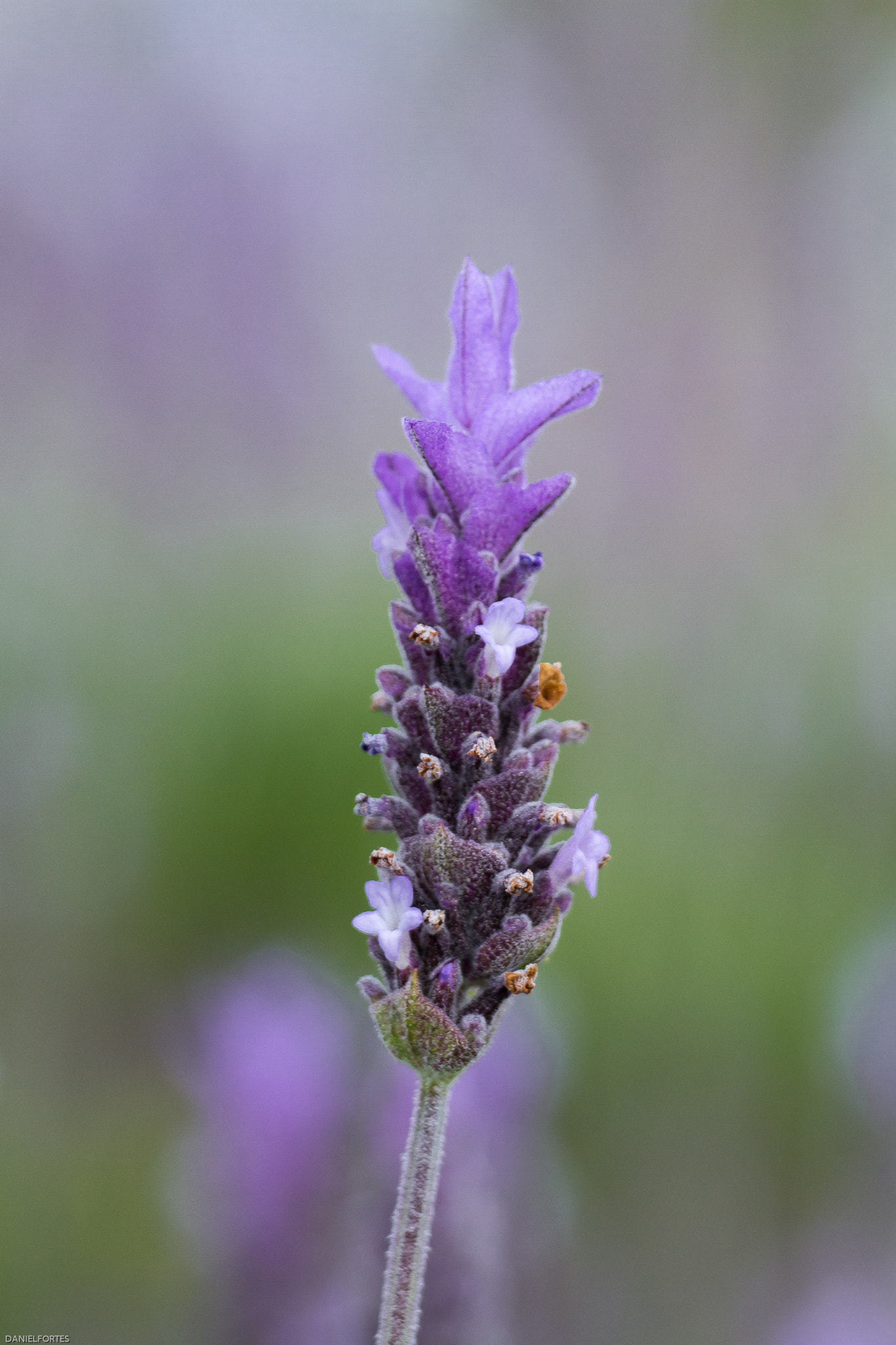 Tamron SP 35mm F1.8 Di VC USD sample photo. Lavanda photography