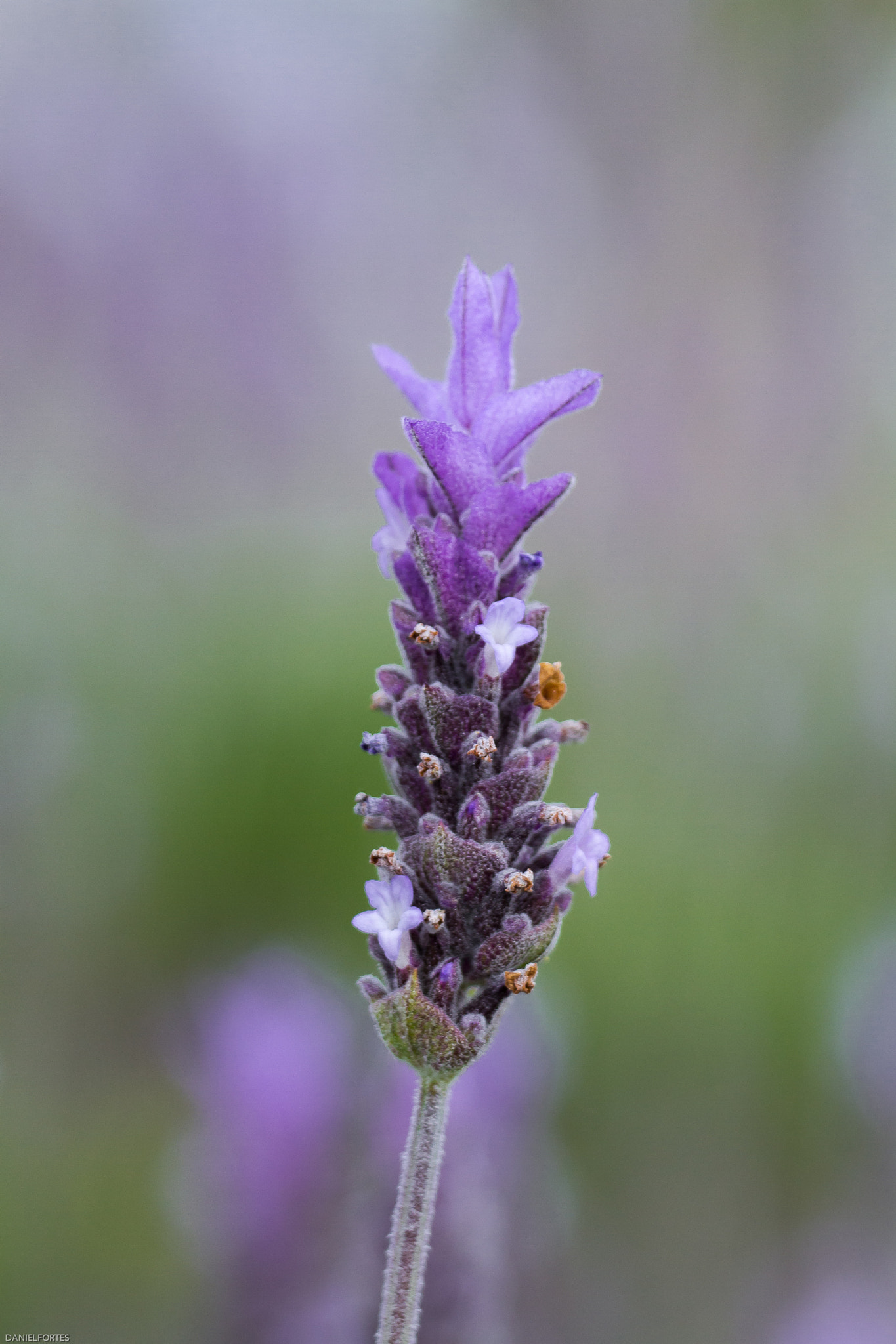 Canon EOS 7D + Tamron SP 35mm F1.8 Di VC USD sample photo. Lavanda photography