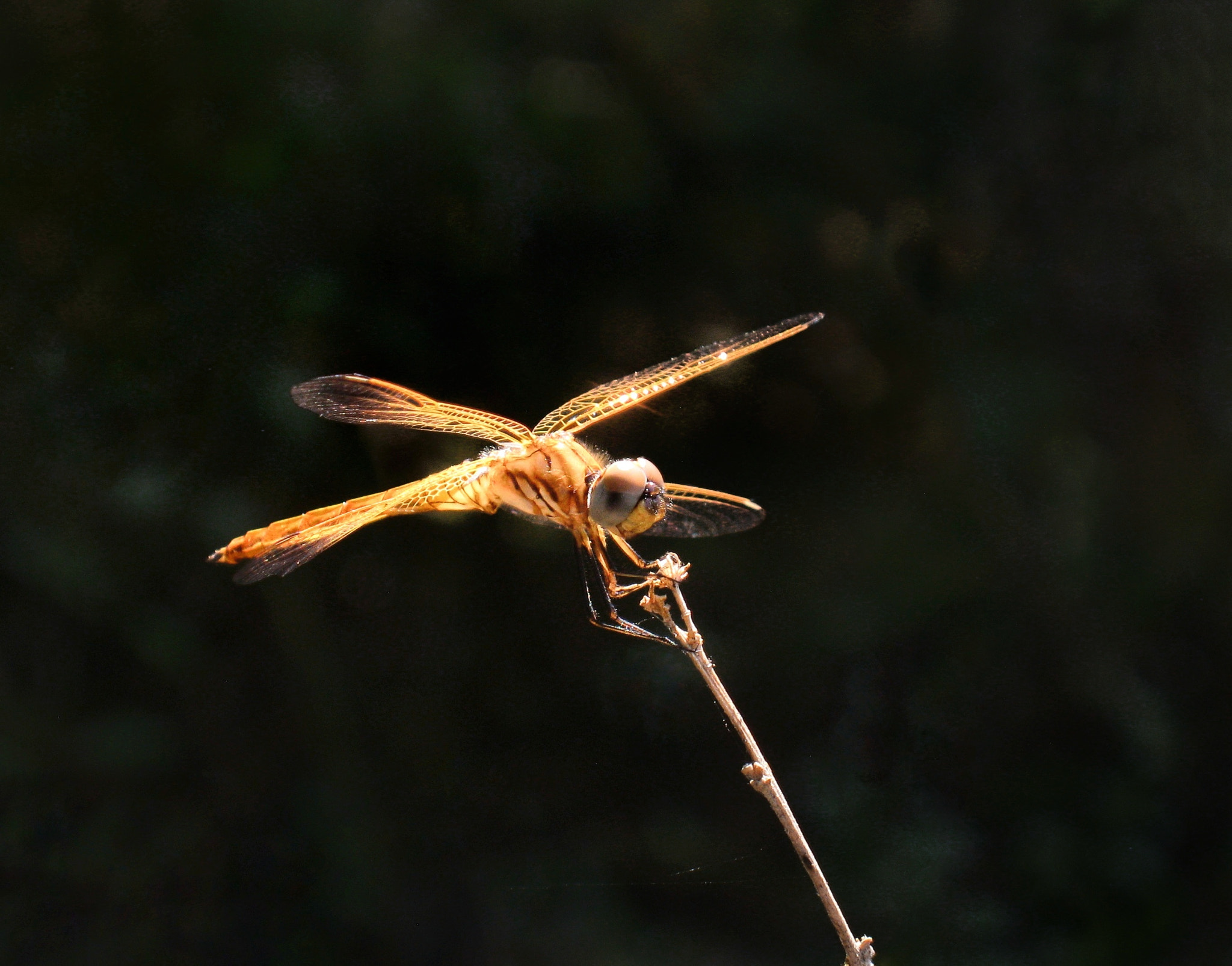 Canon PowerShot A495 sample photo. Dragonfly photography