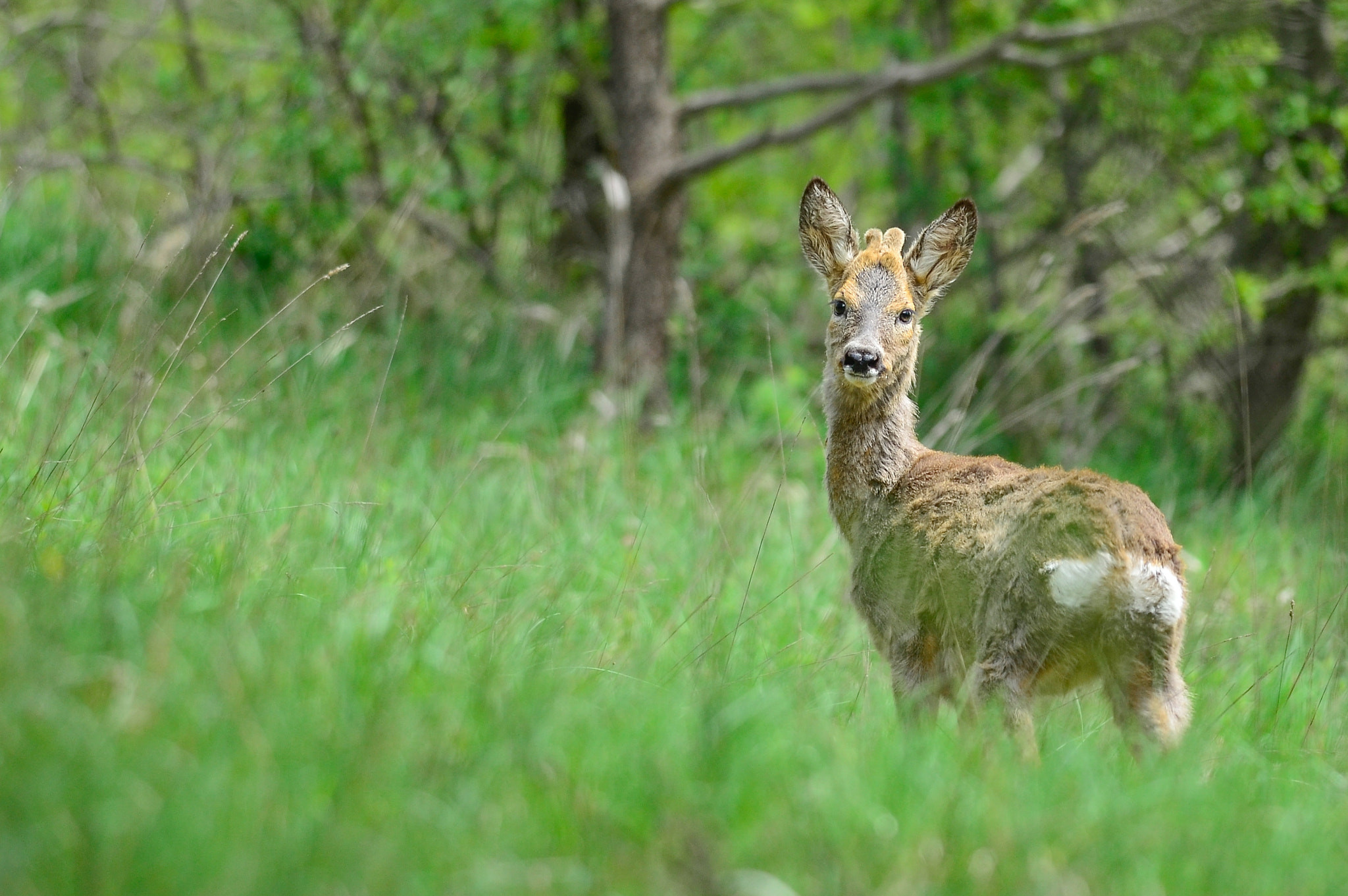 Nikon D5100 sample photo. Roe deer looking at me photography