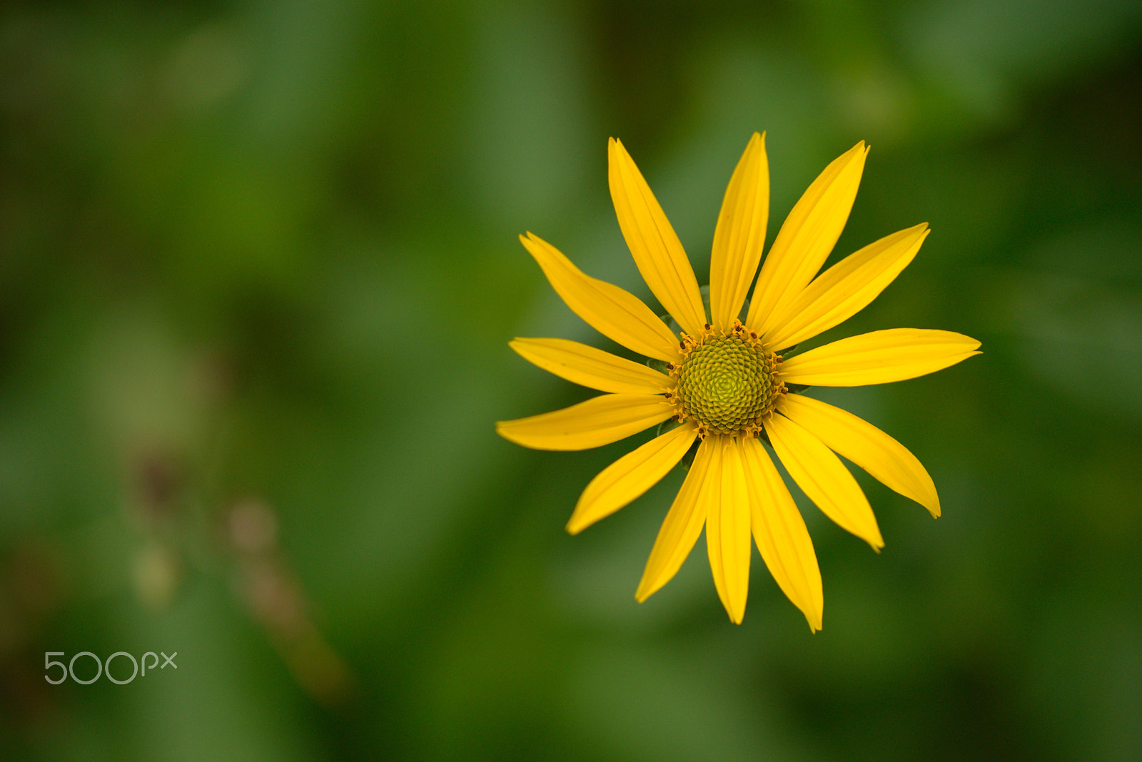 Nikon D800 sample photo. Summer in the garden photography
