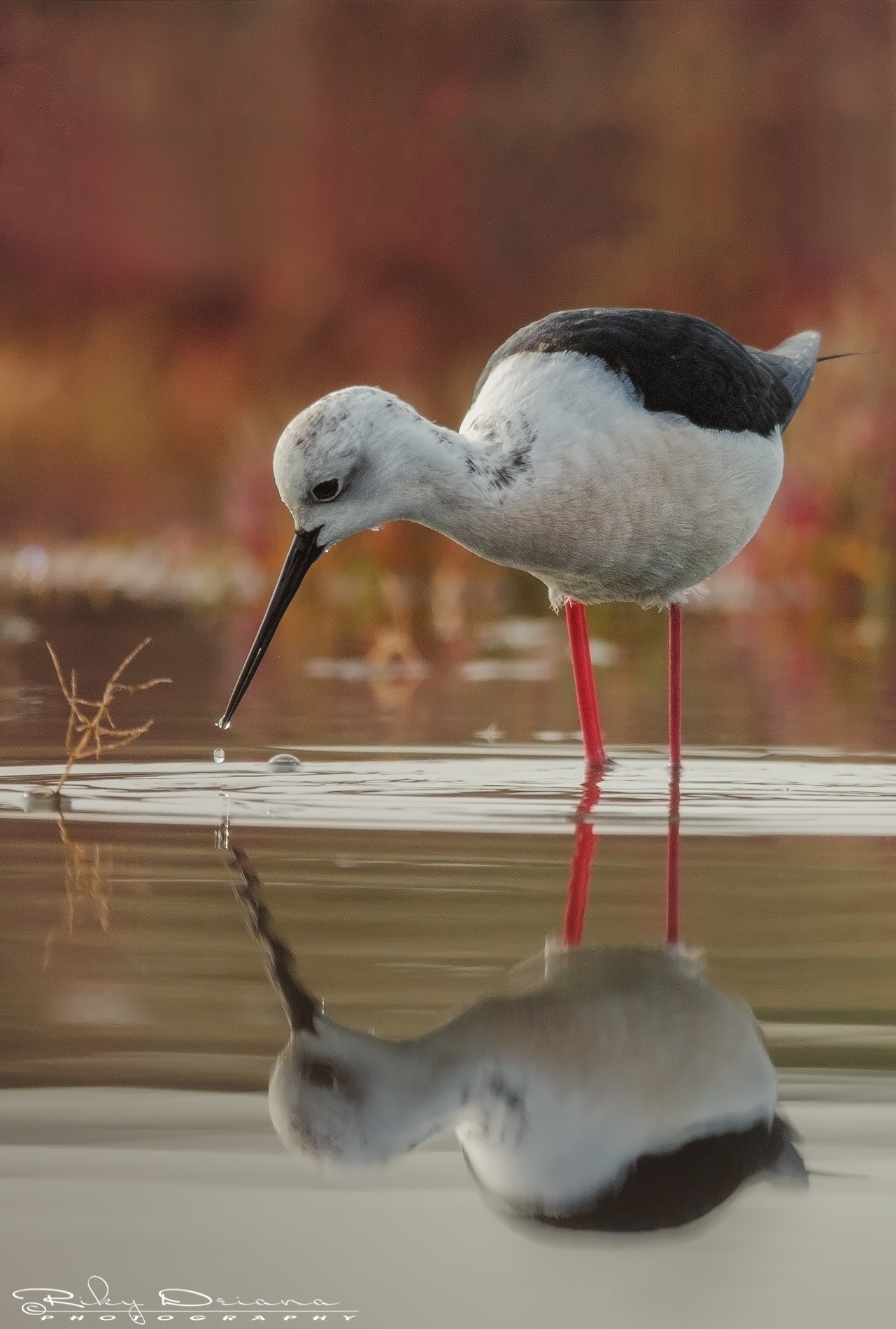 Nikon AF-S Nikkor 300mm F4D ED-IF sample photo. Knight on reflection photography