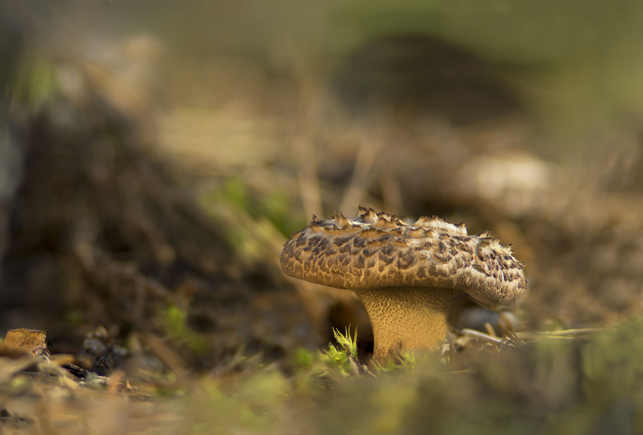 Pentax K-3 + smc PENTAX-F 135mm F2.8 [IF] sample photo. Nature stories photography