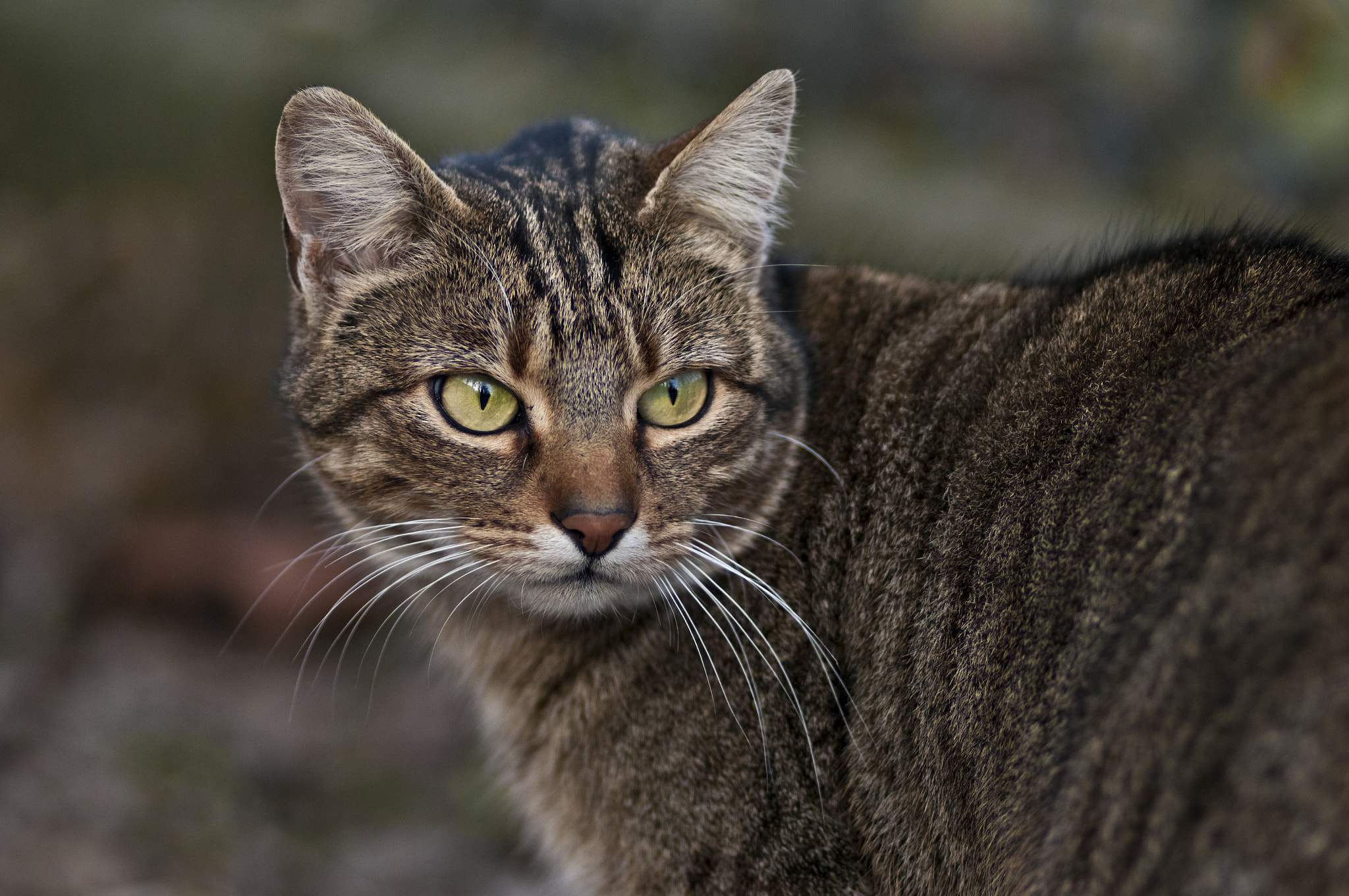 Nikon AF Nikkor 180mm F2.8D ED-IF sample photo. Beautiful eyes photography