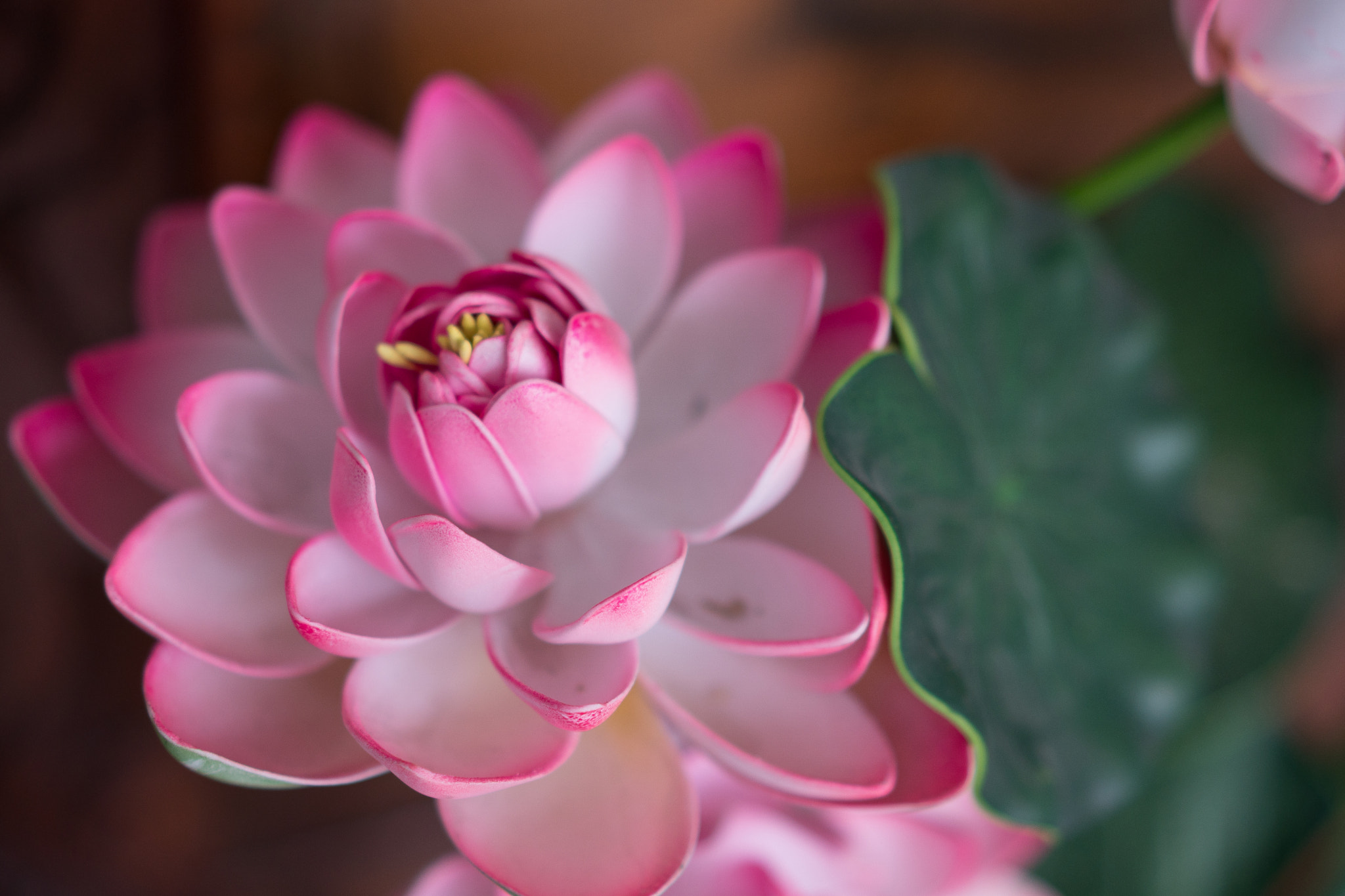 Sony a6500 + Sony Sonnar T* FE 55mm F1.8 ZA sample photo. Lotus flower in vietnam temple photography