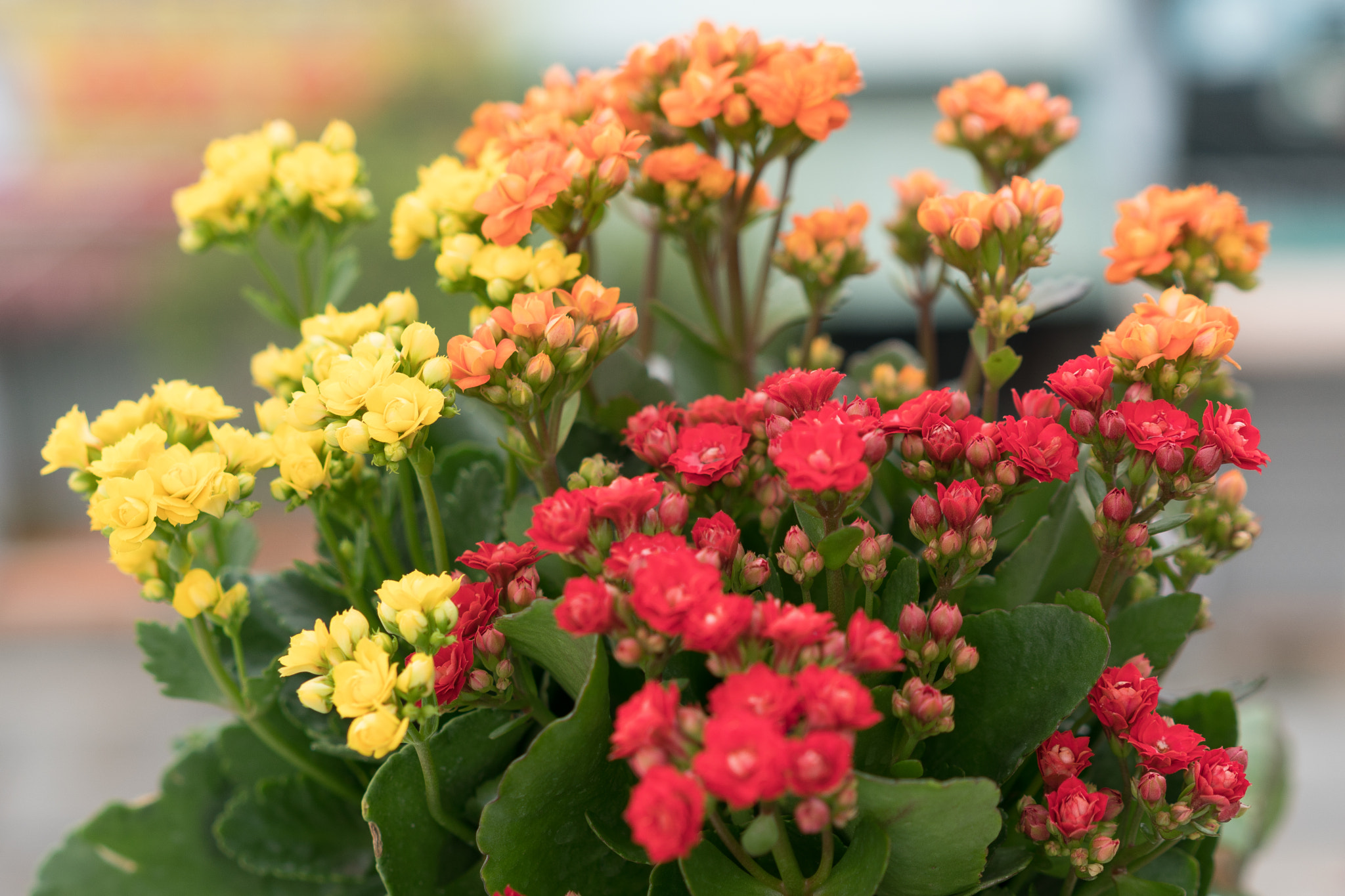 Sony a6500 + Sony Sonnar T* FE 55mm F1.8 ZA sample photo. Beautiful flower in tet holiday photography