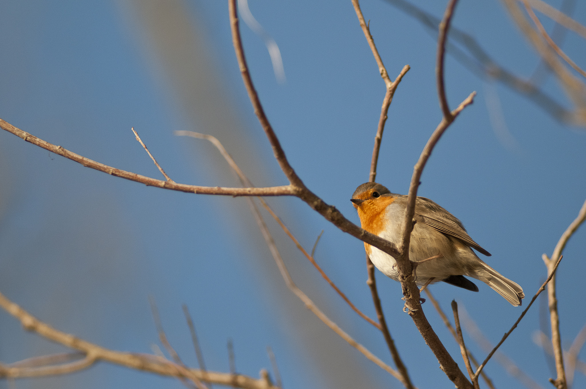 Nikon D300 + Nikon AF Nikkor 180mm F2.8D ED-IF sample photo. Pettirosso photography