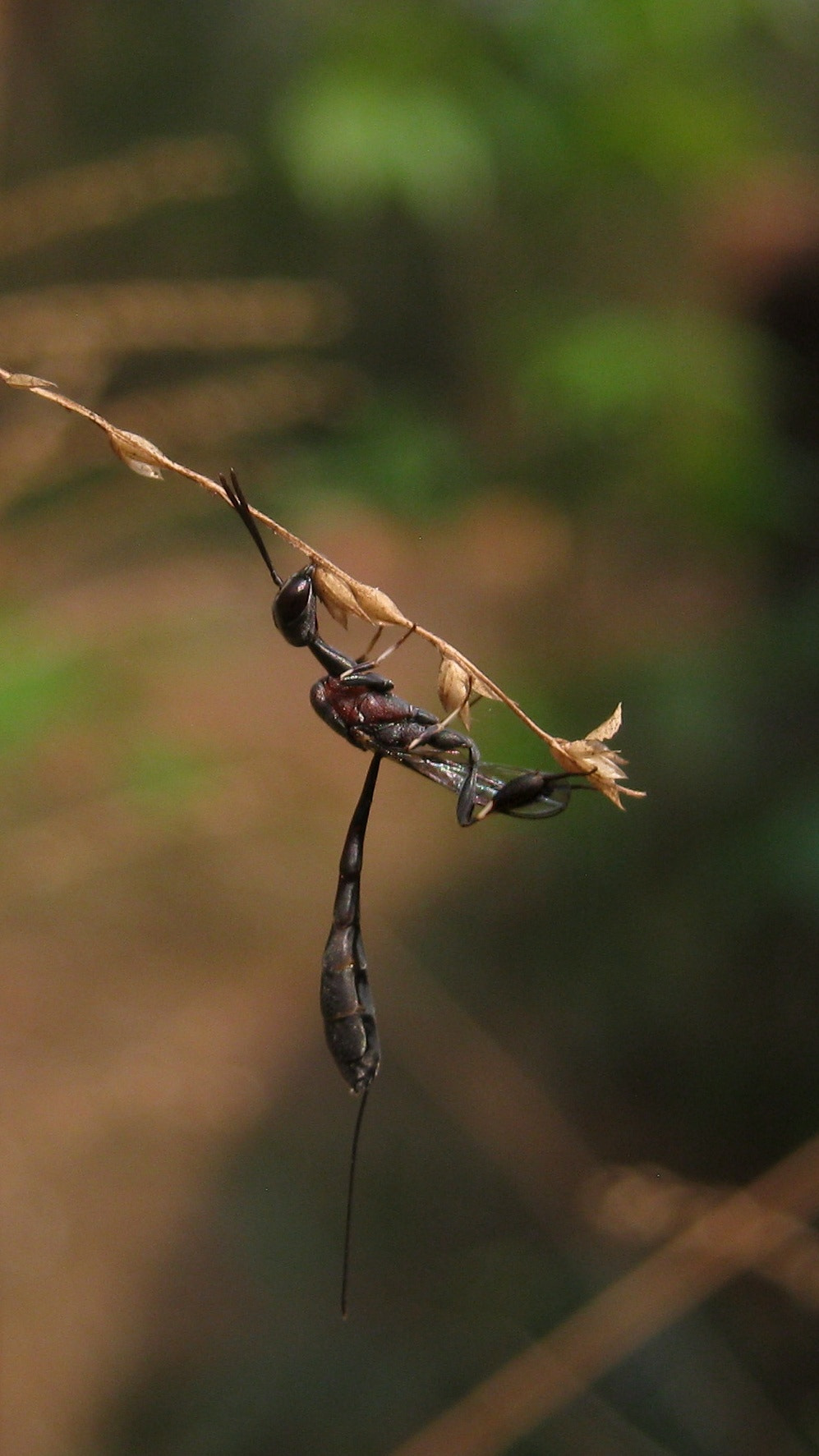 Canon PowerShot A495 sample photo. Wasp photography