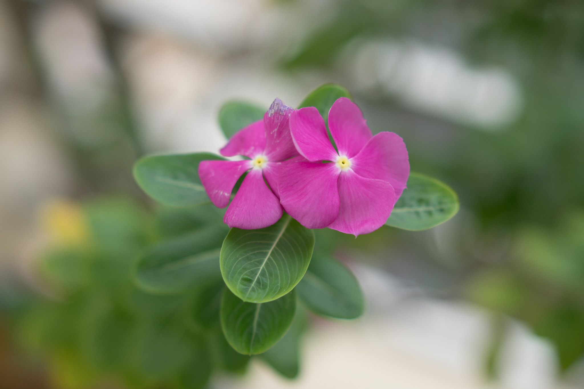 Sony a6500 sample photo. Small flower in lunar new year photography