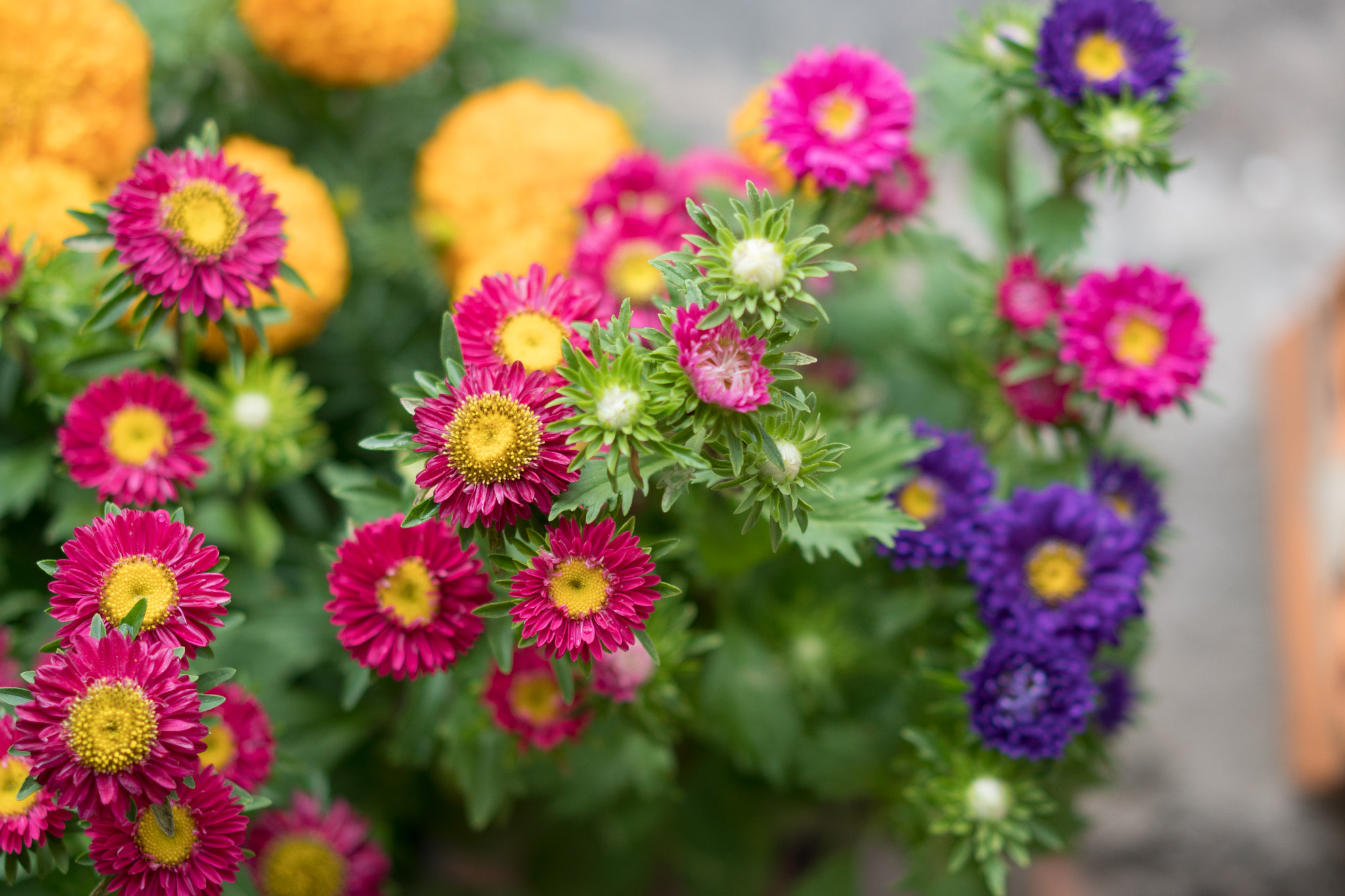 Sony a6500 + Sony Sonnar T* FE 55mm F1.8 ZA sample photo. Natural flower in vietnam lunar new year photography