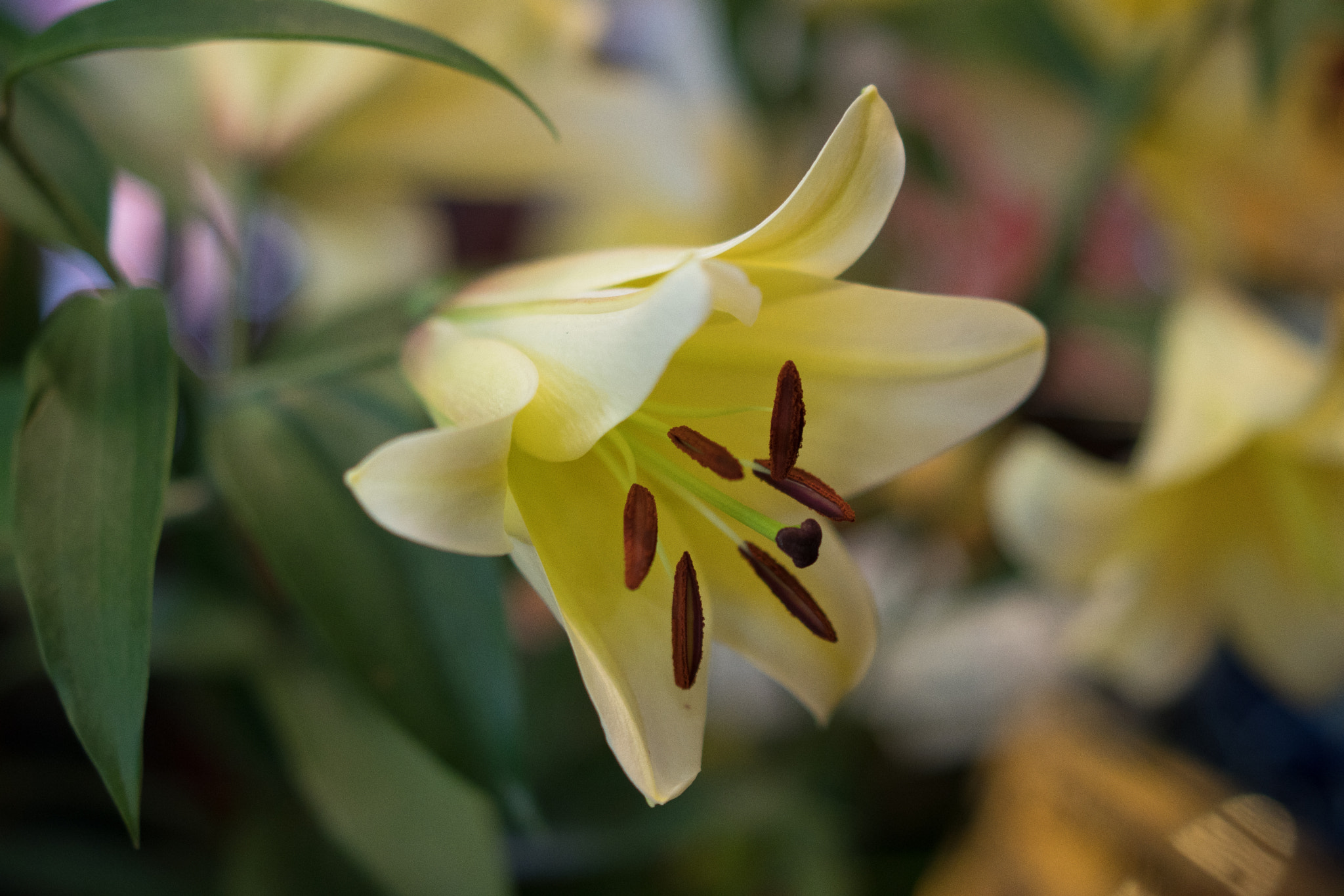 Sony a6500 sample photo. Tulip flower in vietnam lunar new year photography