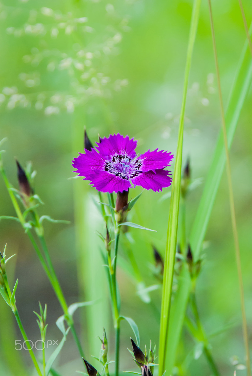 Nikon D3000 sample photo. Carnation amur (caryophyllaceae) photography