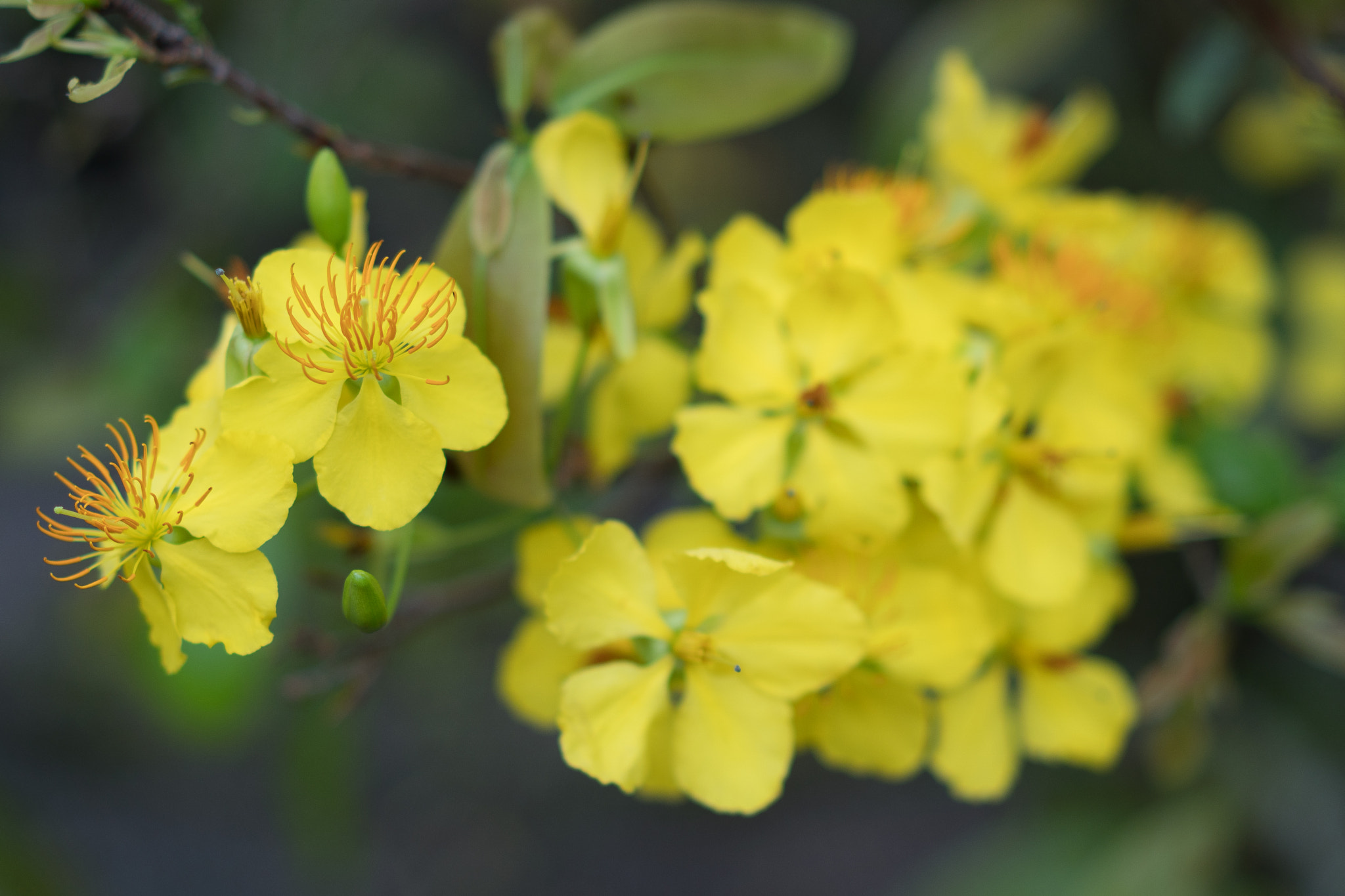 Sony a6500 sample photo. Traditional flower in south on vietnam in lunar new year photography