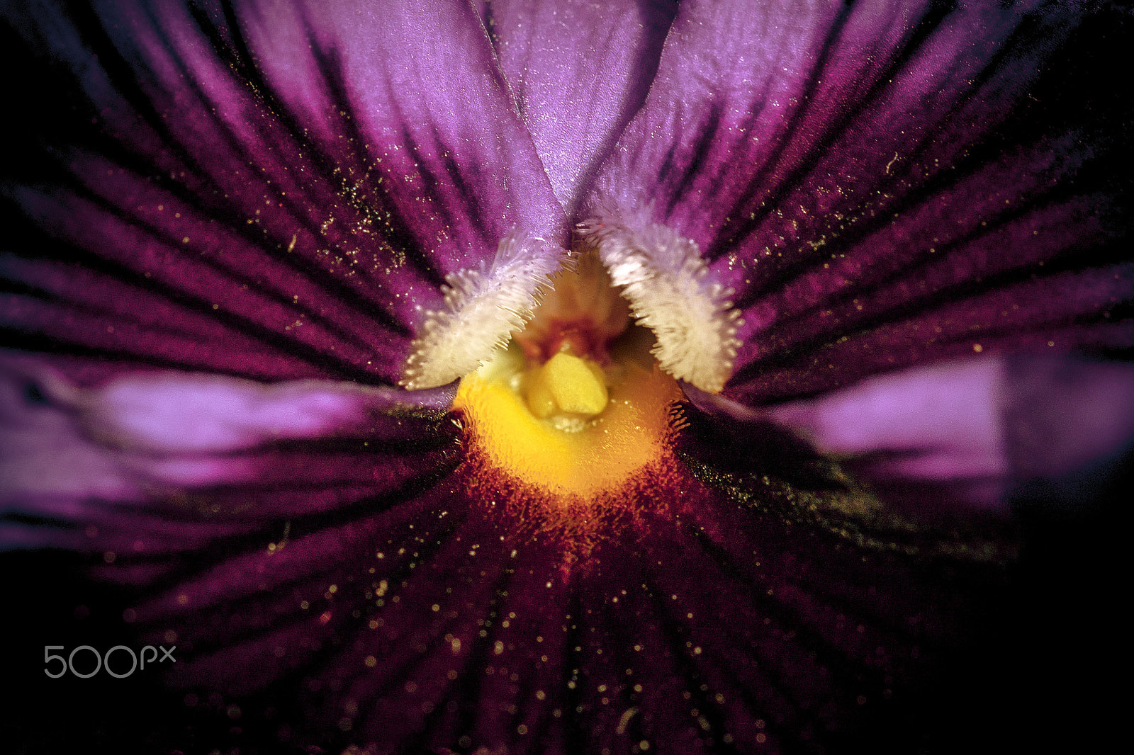 Sigma 105mm F2.8 EX DG OS HSM sample photo. Pollen photography