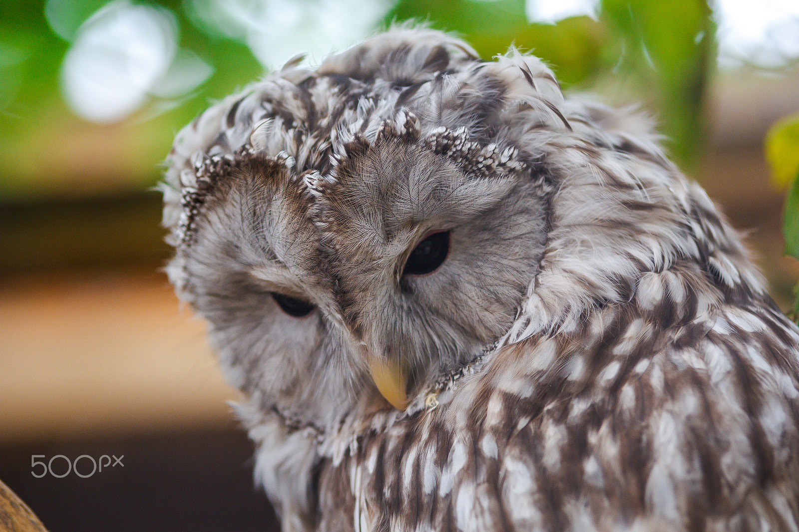 Canon EOS 60D sample photo. Sad owl photography