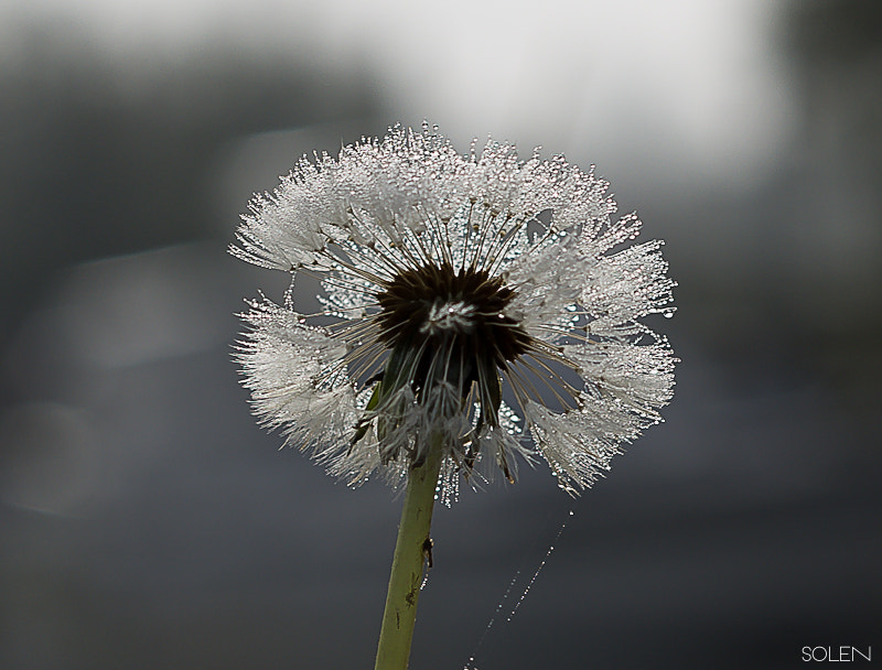 Pentax K-r + Pentax smc DA 50mm F1.8 sample photo. Dandelion photography