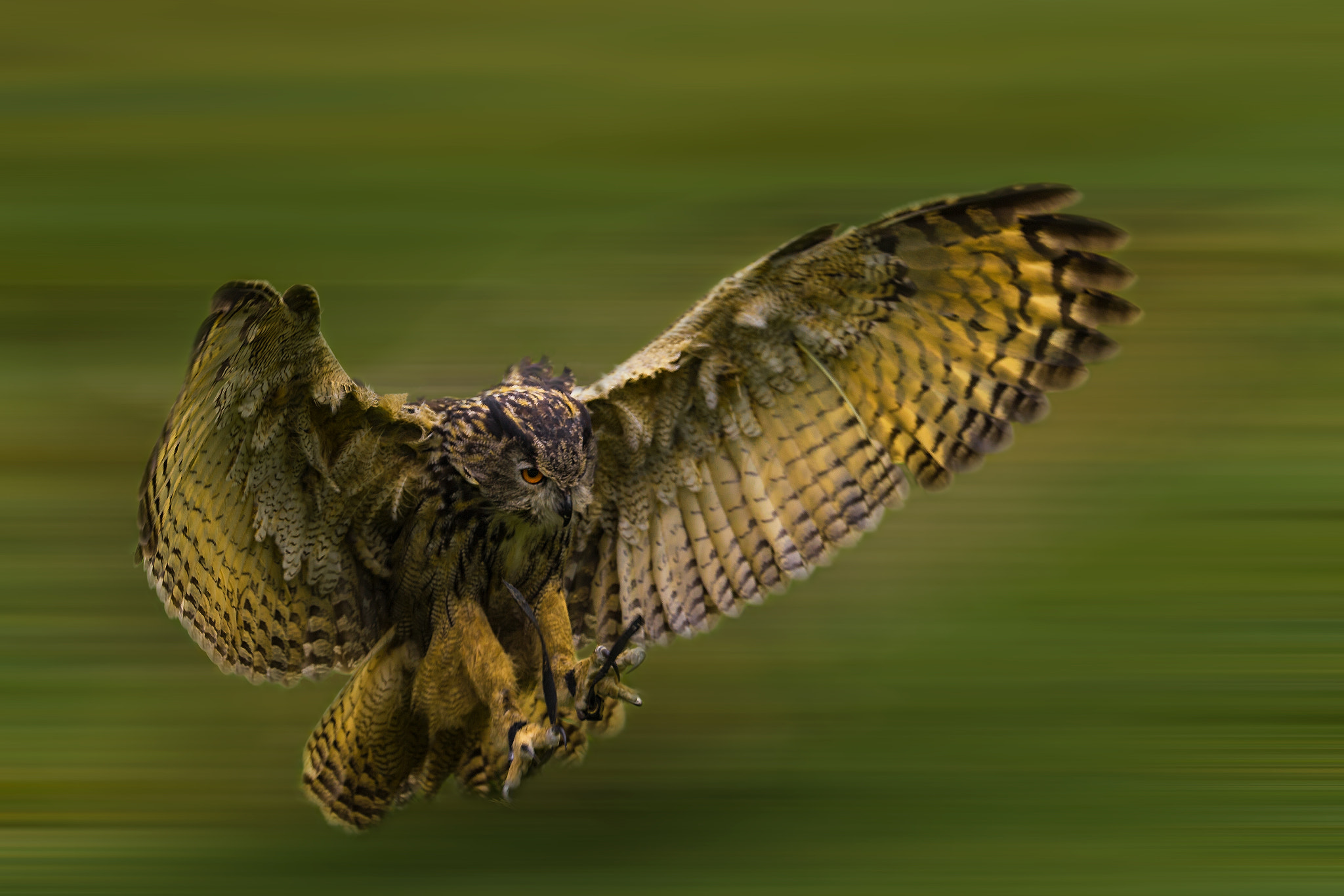 Canon EOS-1D X + Canon EF 200mm F2L IS USM sample photo. Owl attack photography