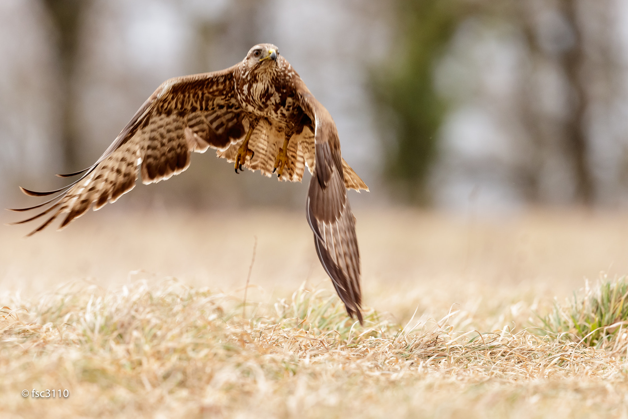Canon EF 500mm F4L IS II USM sample photo. Common buzzard taking off photography