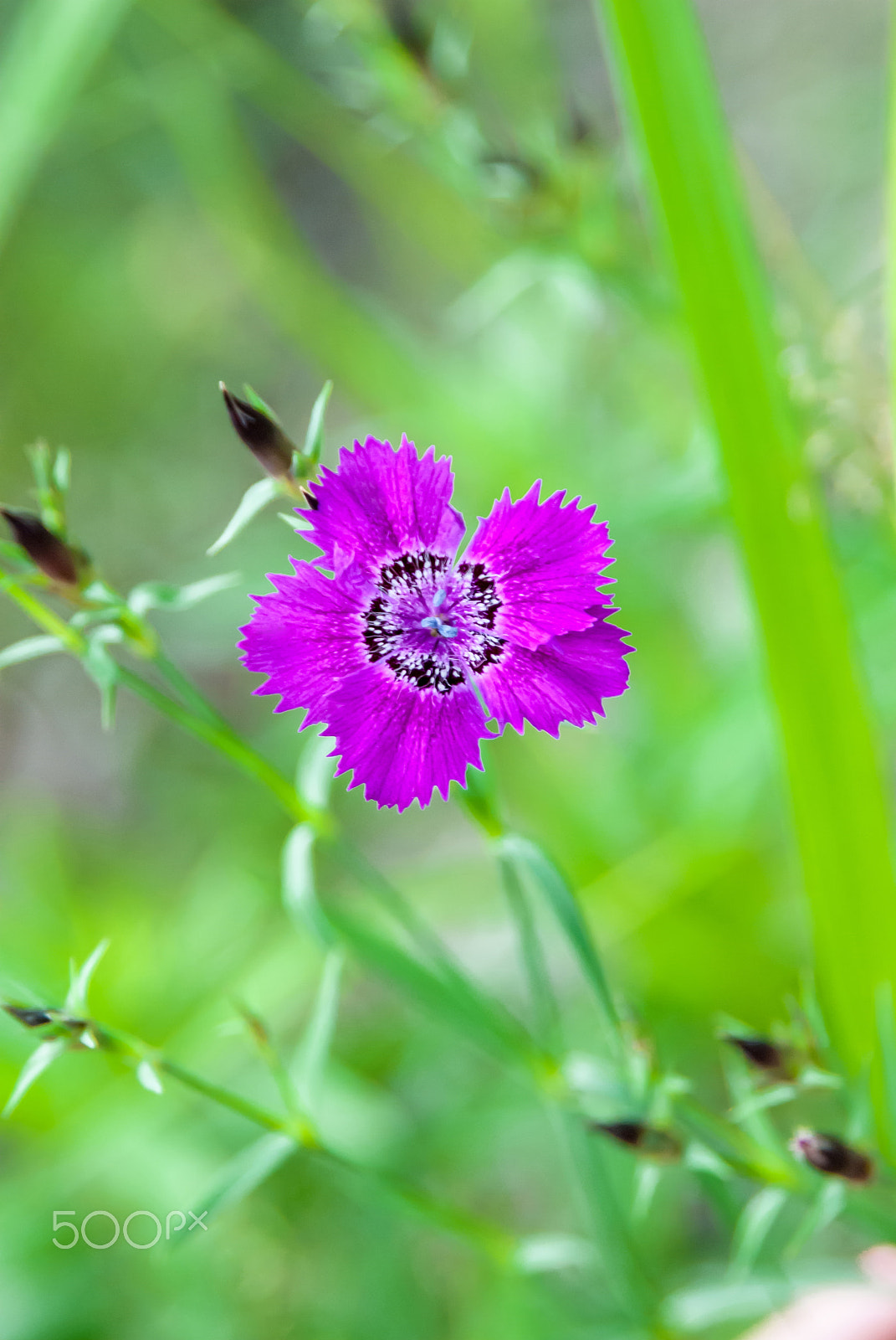 Nikon D3000 sample photo. Carnation amur photography