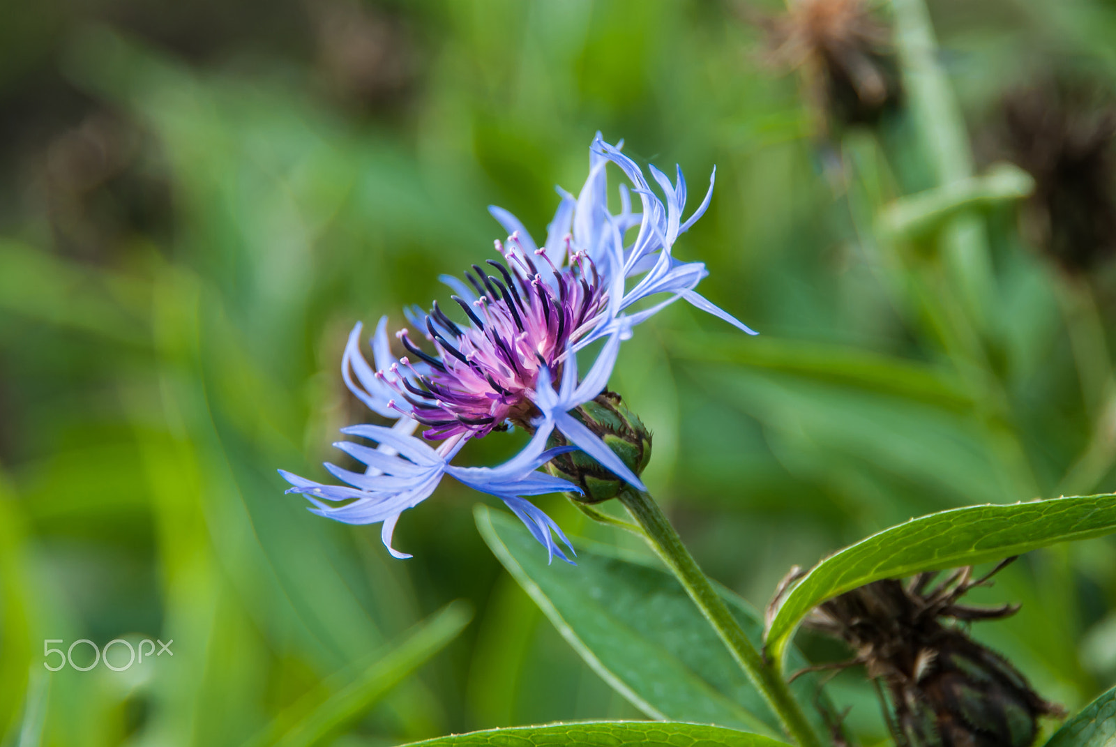 Nikon D3000 sample photo. Serratula photography