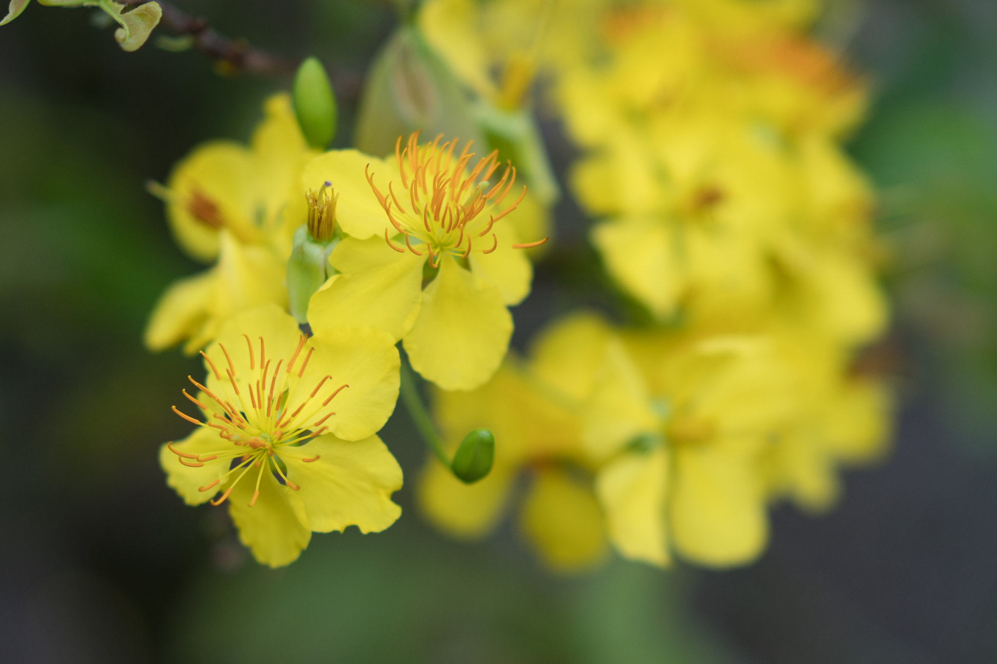 Sony a6500 + Sony Sonnar T* FE 55mm F1.8 ZA sample photo. Traditional flower in south of vietnam in lunar new year photography