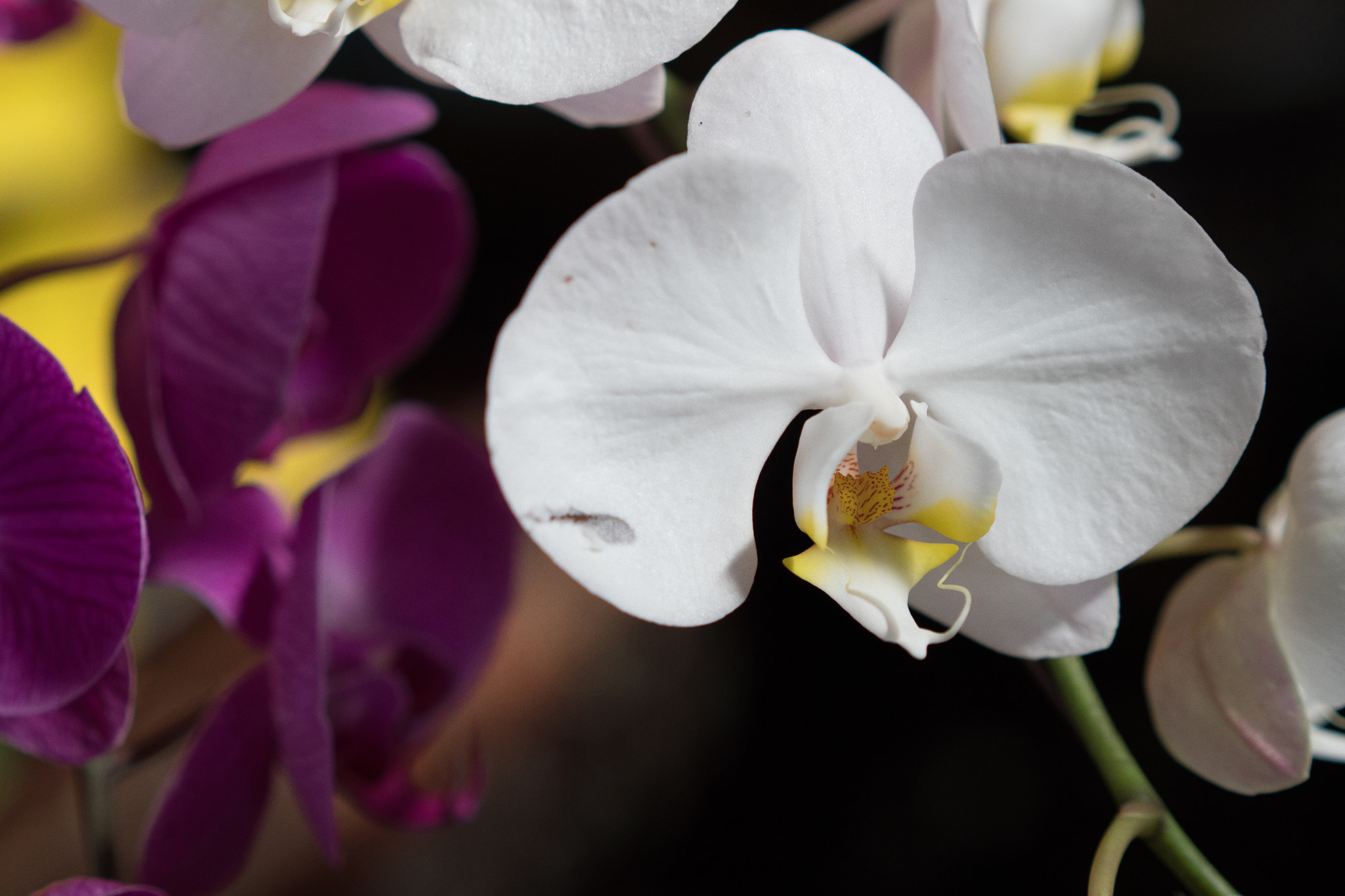 Sony a6500 + Sony Sonnar T* FE 55mm F1.8 ZA sample photo. White flower is called "hoa lan" in vietnamese photography