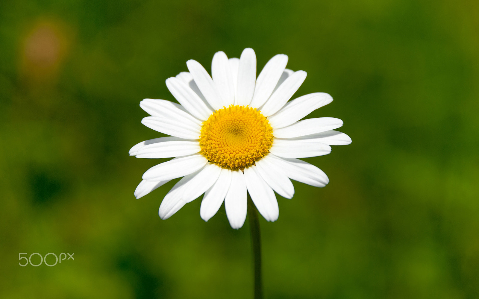 Nikon D3000 sample photo. Amomile - matricária photography