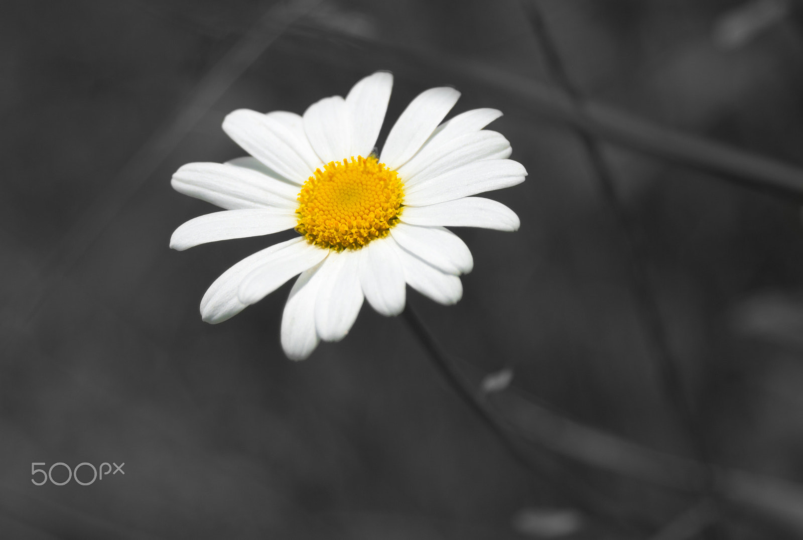 Nikon D3000 sample photo. Amomile (matricária) photography