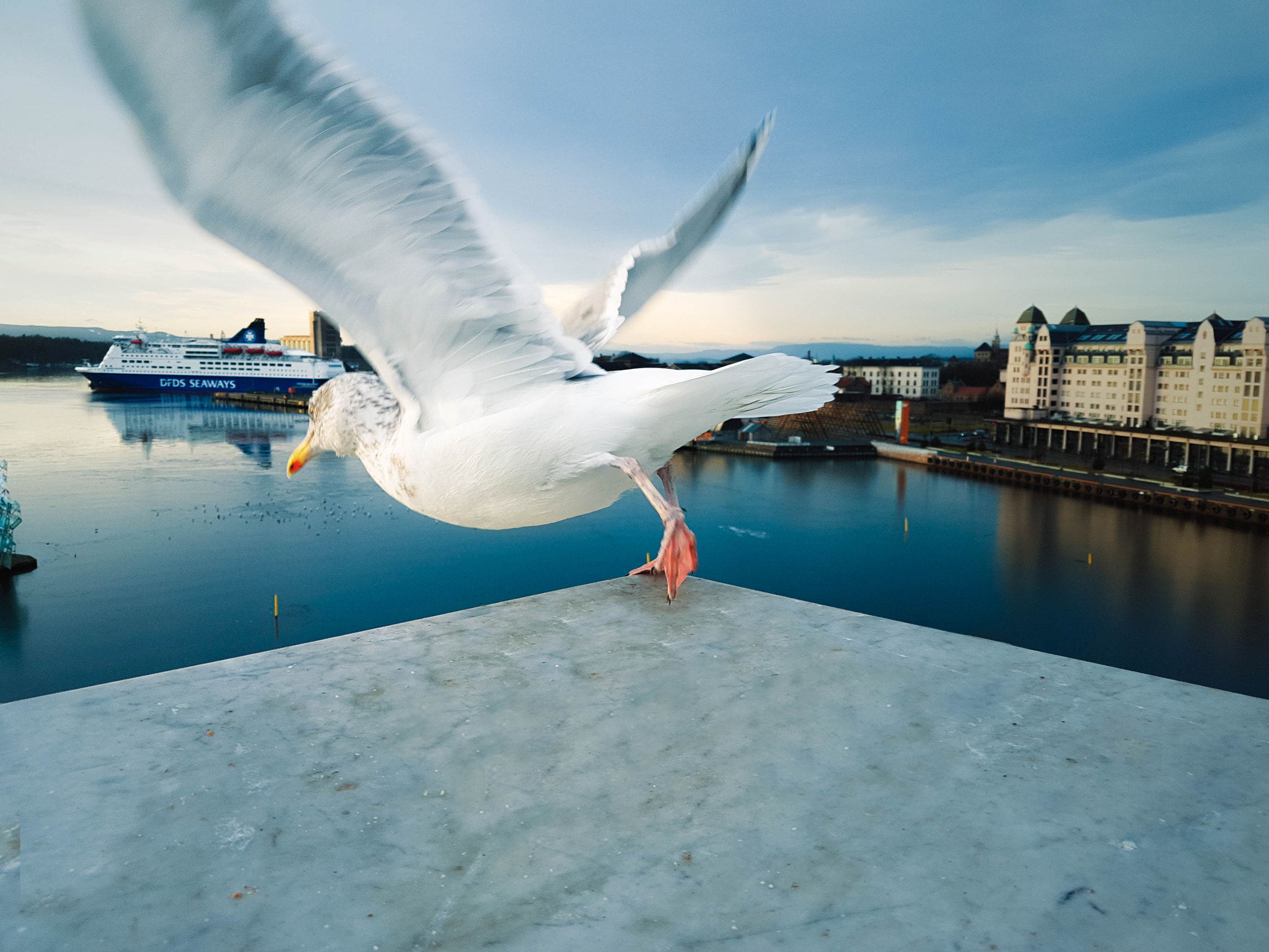 Samsung Galaxy S7 Edge + Samsung Galaxy S7 Edge Rear Camera sample photo. Bird from oslo photography
