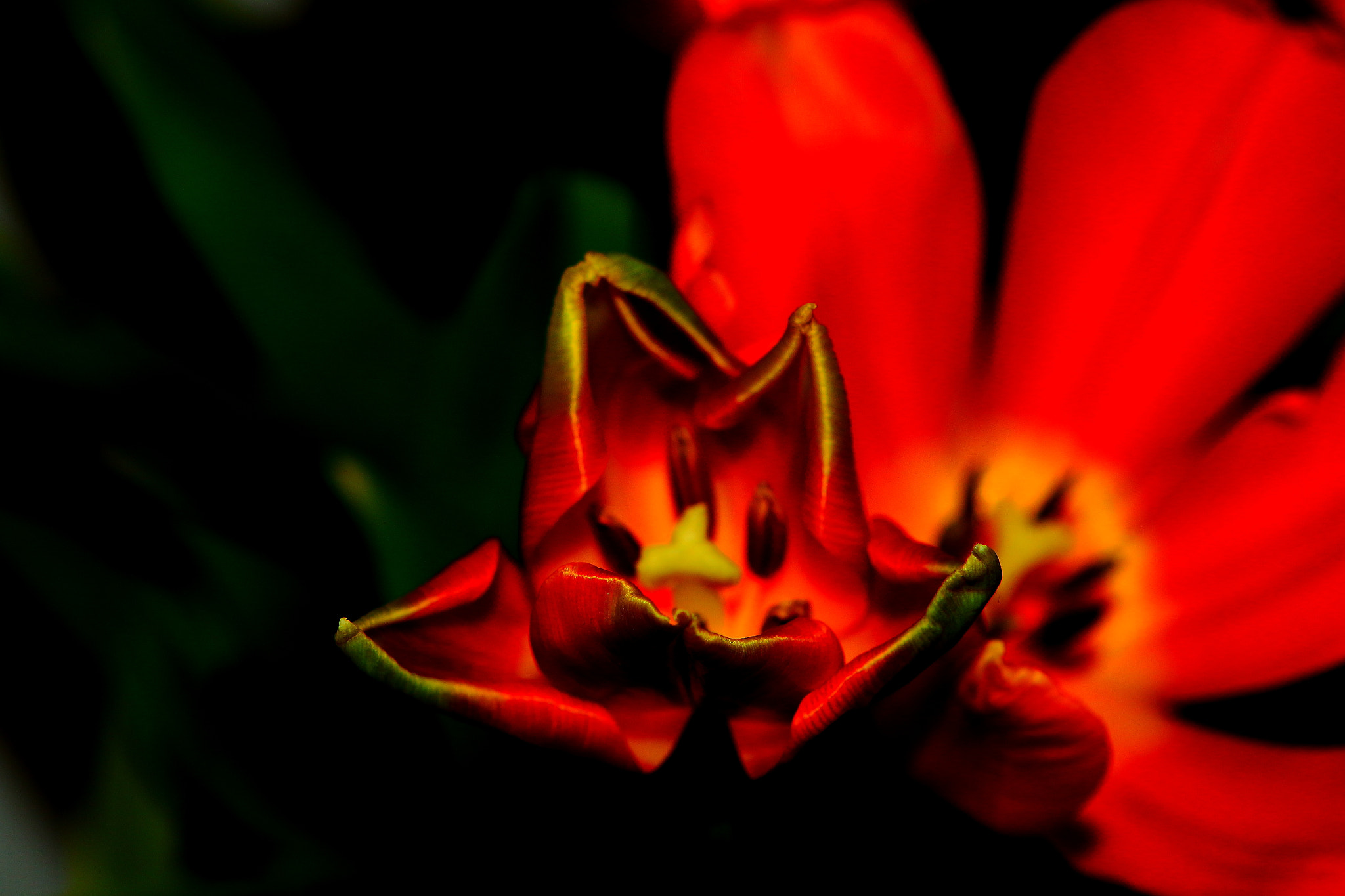Canon EF 24-70mm F2.8L USM sample photo. Tulpen photography