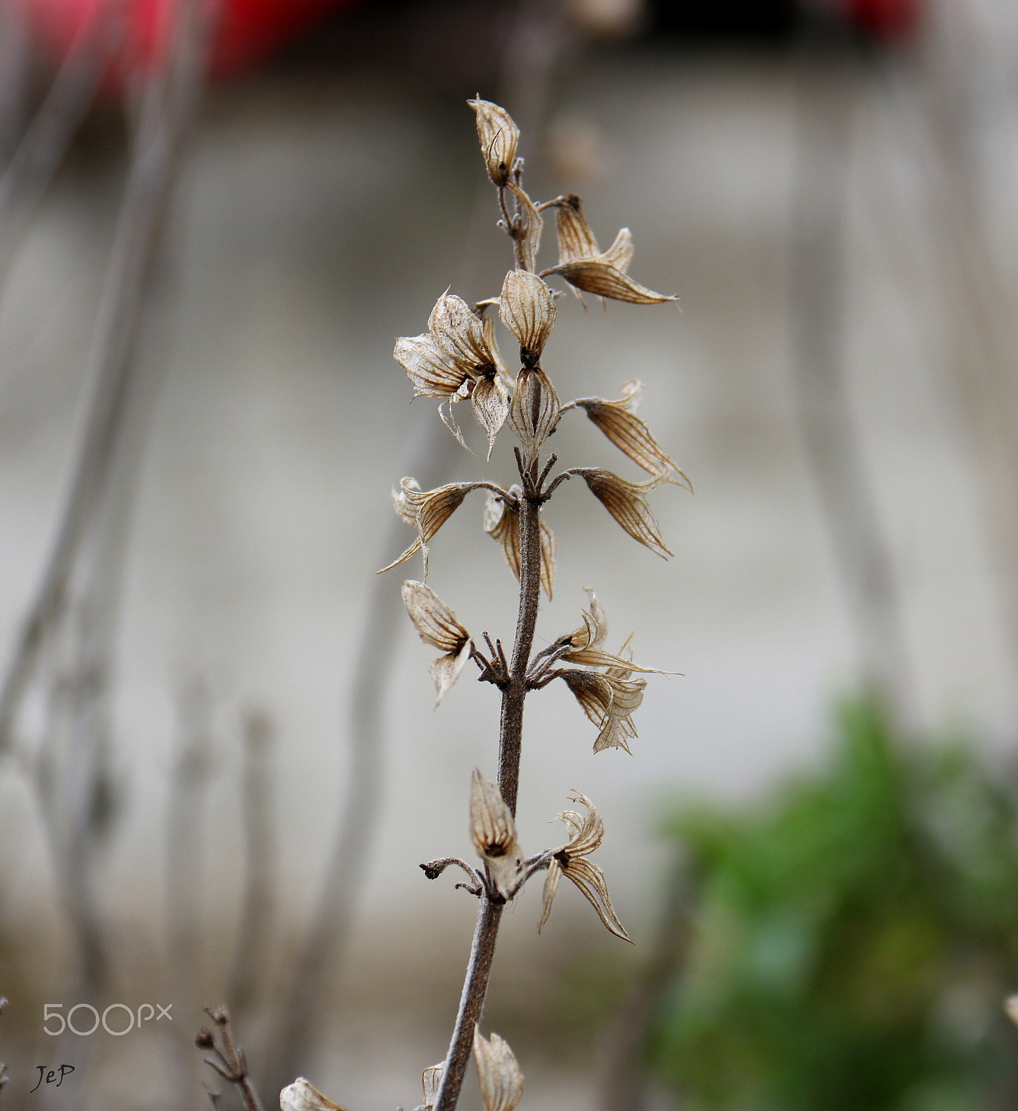Canon EOS 760D (EOS Rebel T6s / EOS 8000D) sample photo. Time pass by... photography