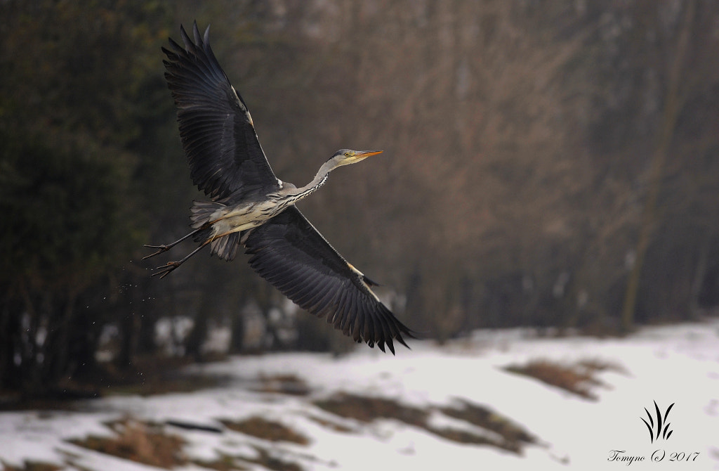 Nikon D700 + Nikon AF-S Nikkor 300mm F4D ED-IF sample photo. .: grey heron :. photography