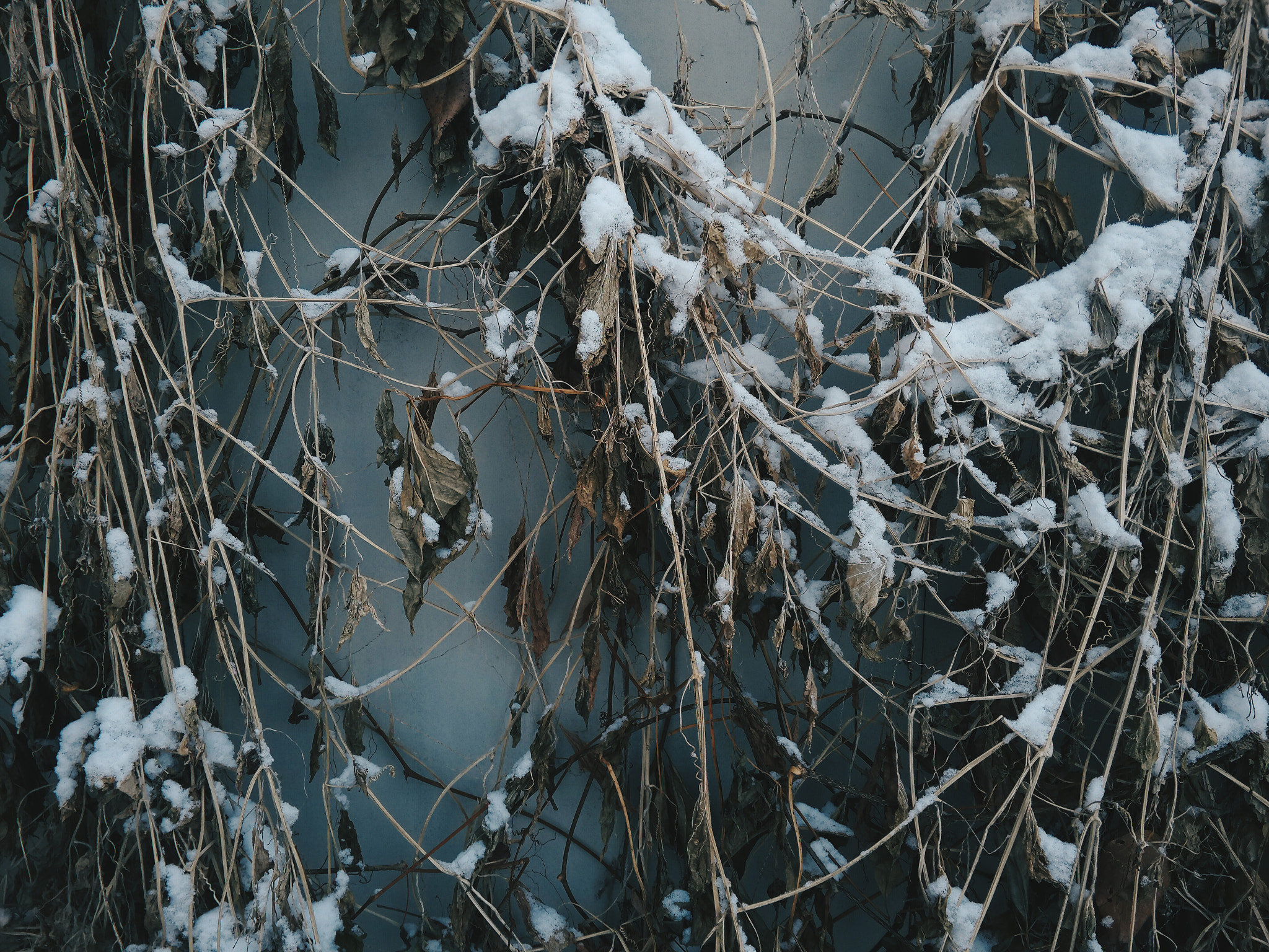 Meizu MX4 Pro sample photo. Winter pattern photography