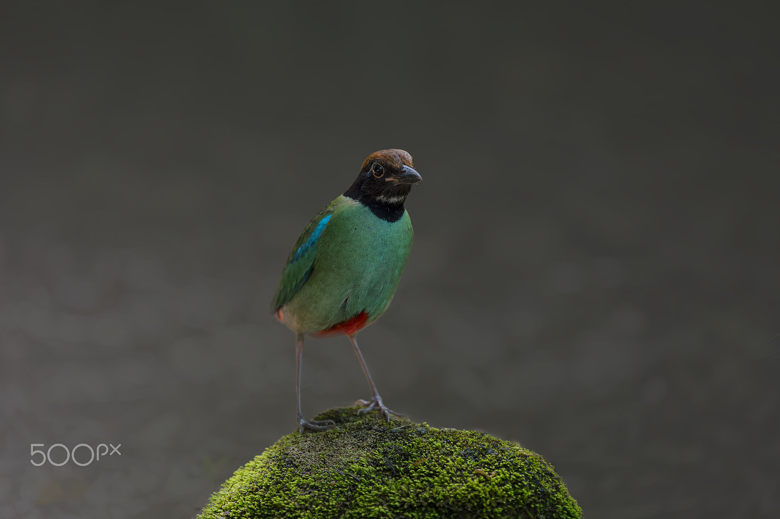 Nikon AF-S Nikkor 600mm F4E FL ED VR sample photo. Hooded pitta photography