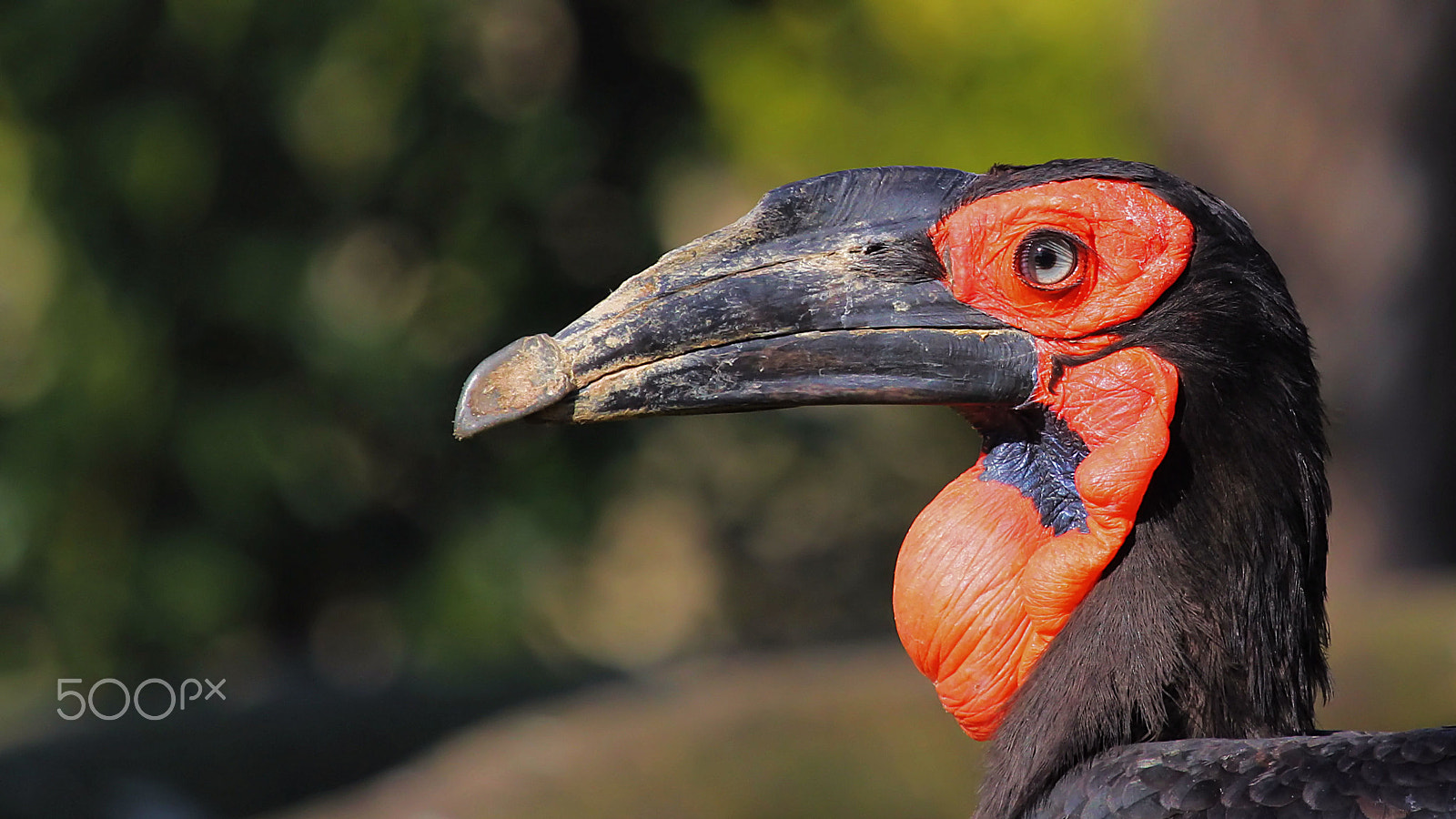 Canon EOS 60D + Canon EF 100-400mm F4.5-5.6L IS USM sample photo. Southern ground-hornbill photography