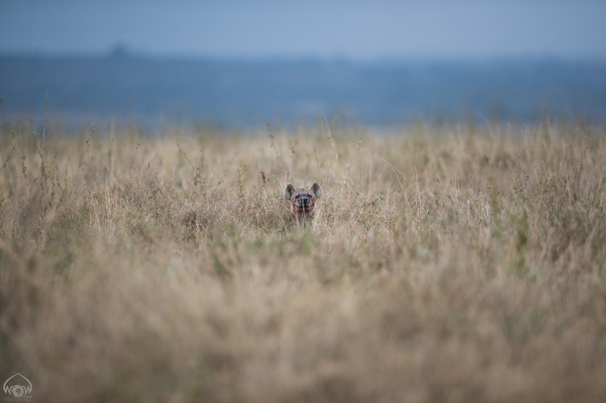 Canon EF 400mm F2.8L IS II USM sample photo. #05feb2017 #naturewildlife365 #project365 photography