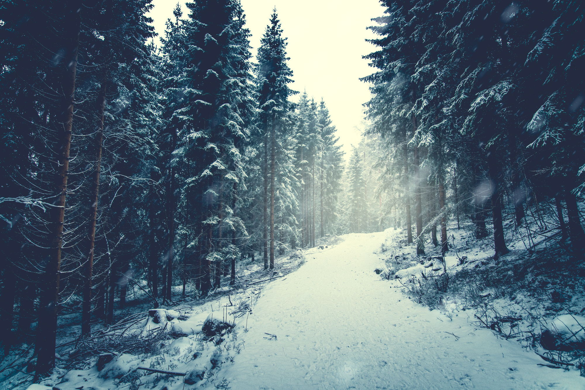 24-105mm F4 sample photo. Walking through a snowy wood photography