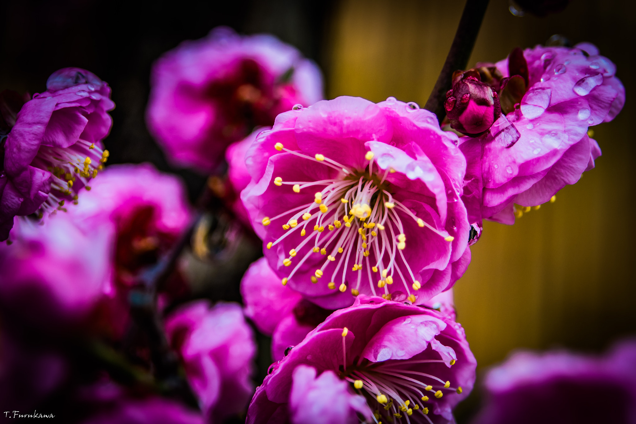 Pentax K-S2 sample photo. Plum blossom photography