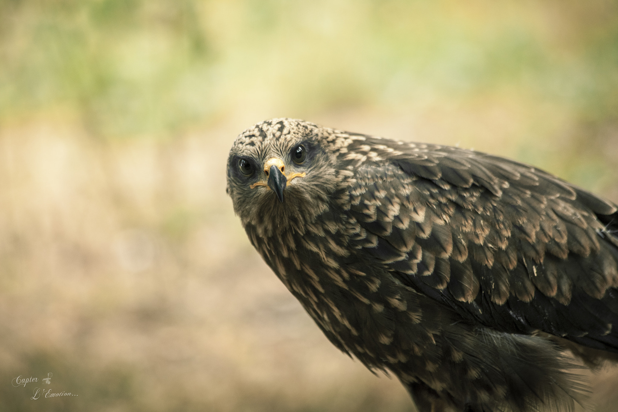 Canon EF 70-300mm F4-5.6 IS USM sample photo. Rapace... photography