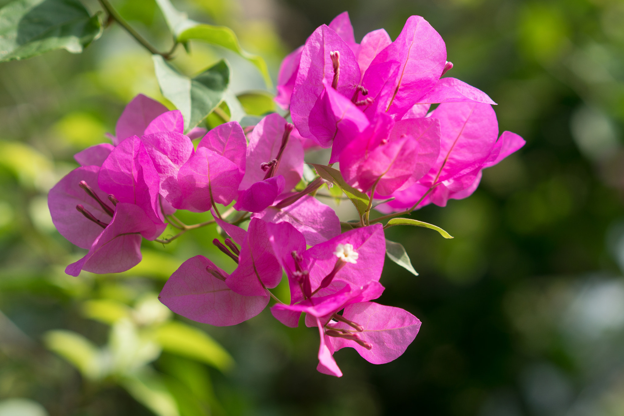 Sony a6500 + Sony Sonnar T* FE 55mm F1.8 ZA sample photo. "hoa giấy" is the name of this flower photography