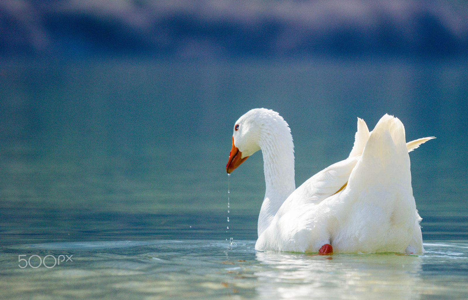 Canon EOS 60D + Canon EF 70-200mm F4L IS USM sample photo. Lake's goose photography